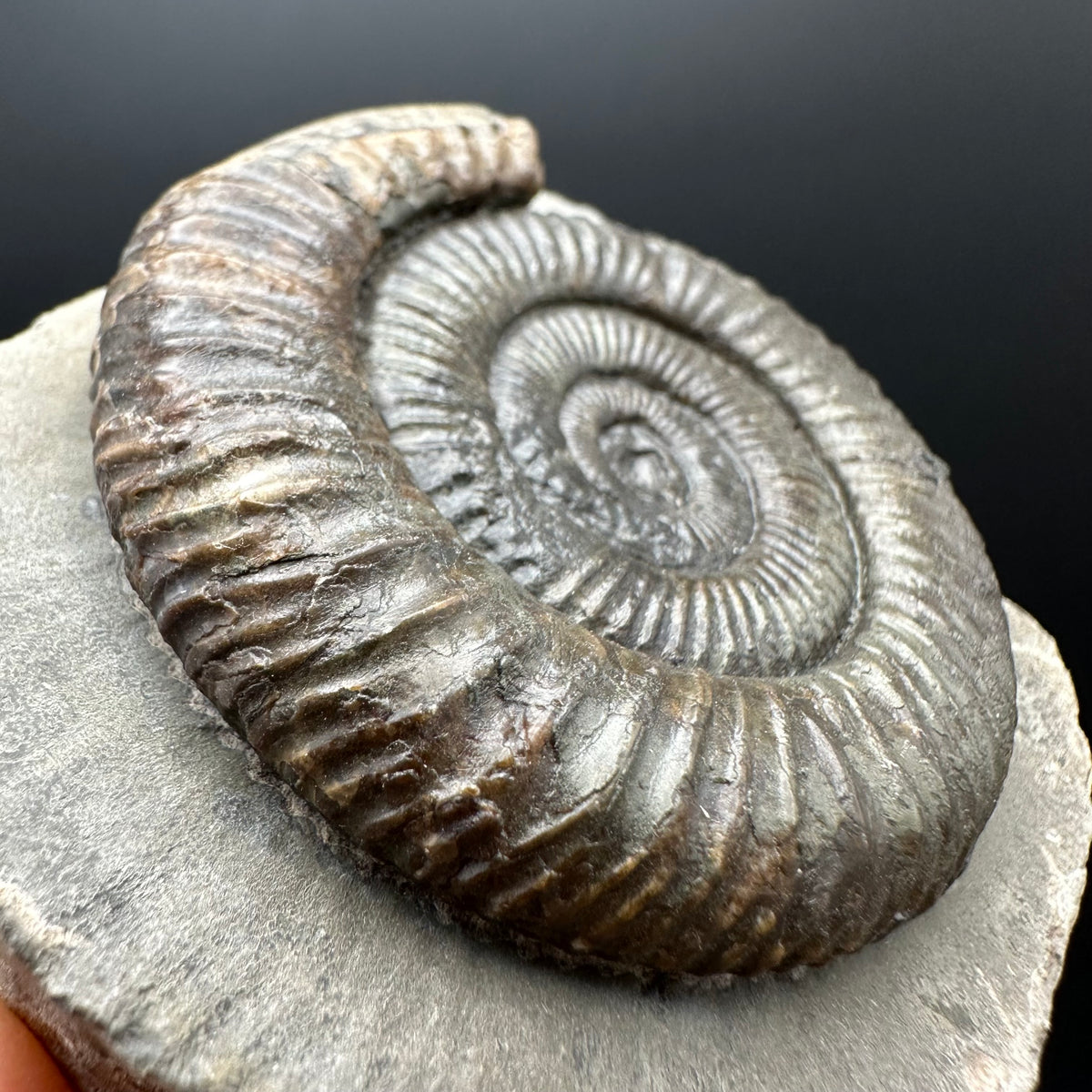 Dactylioceras Ammonite Fossil With box and Stand - Whitby, North Yorkshire Jurassic Coast Yorkshire Fossils