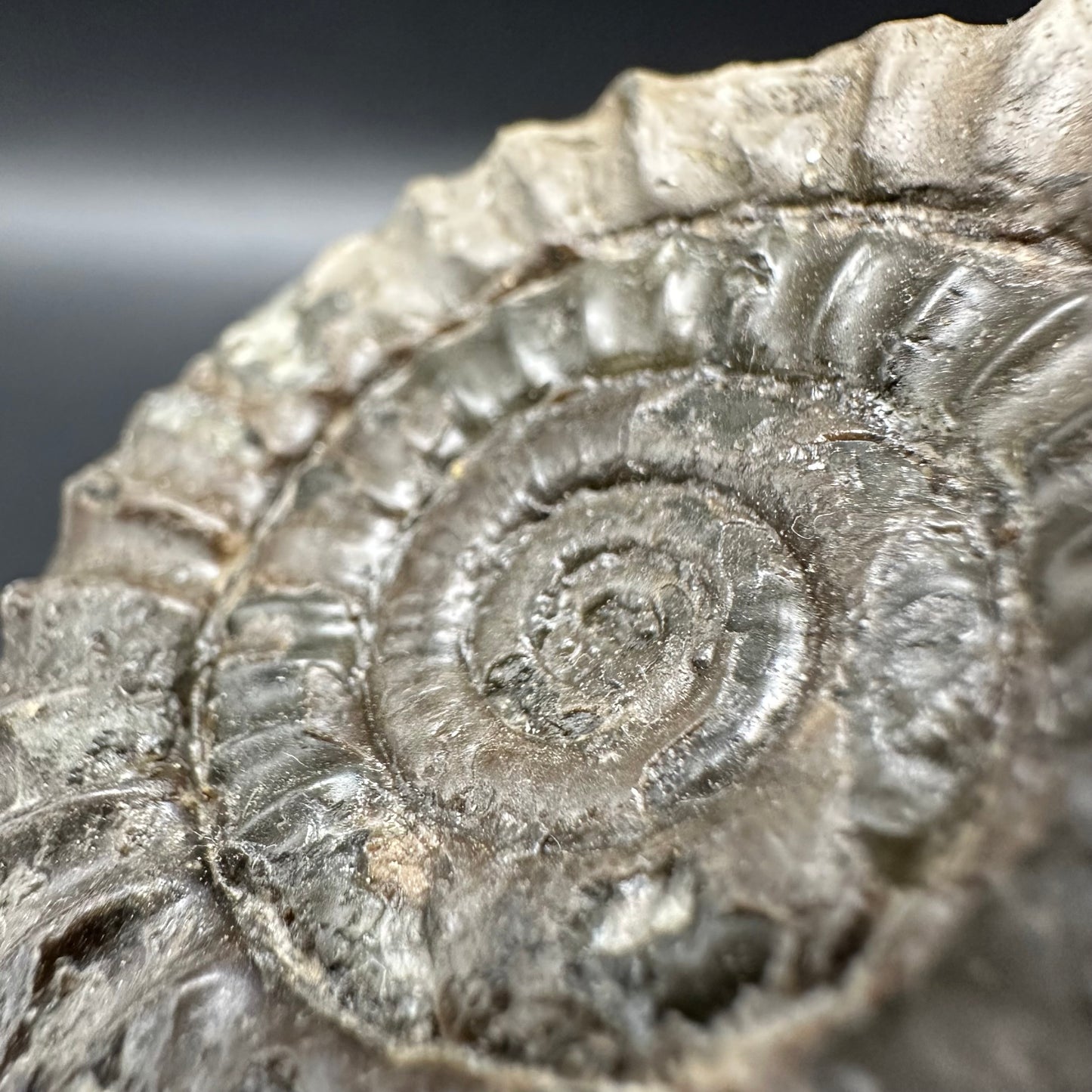 Arnioceras ammonite shell fossil - Whitby, North Yorkshire Jurassic Coast Yorkshire Fossils