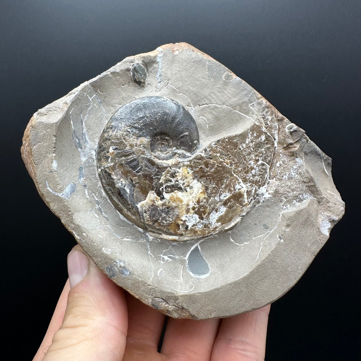 Amauroceras sp. ammonite fossil with stand - Whitby, North Yorkshire, Jurassic Coast, Yorkshire Fossils