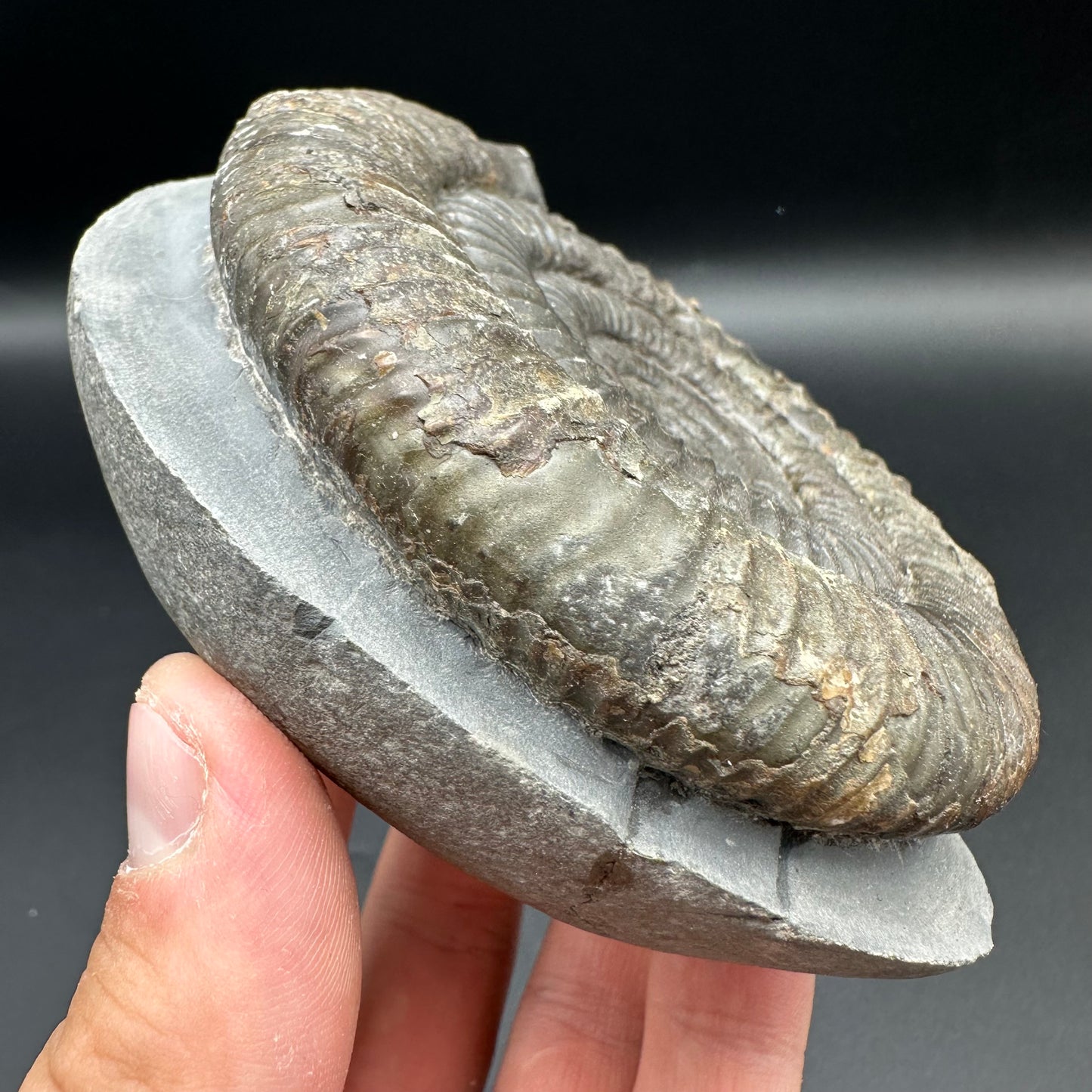 Dactylioceras Ammonite Fossil With Box And Stand - Whitby, North Yorkshire Jurassic Coast Yorkshire Fossils