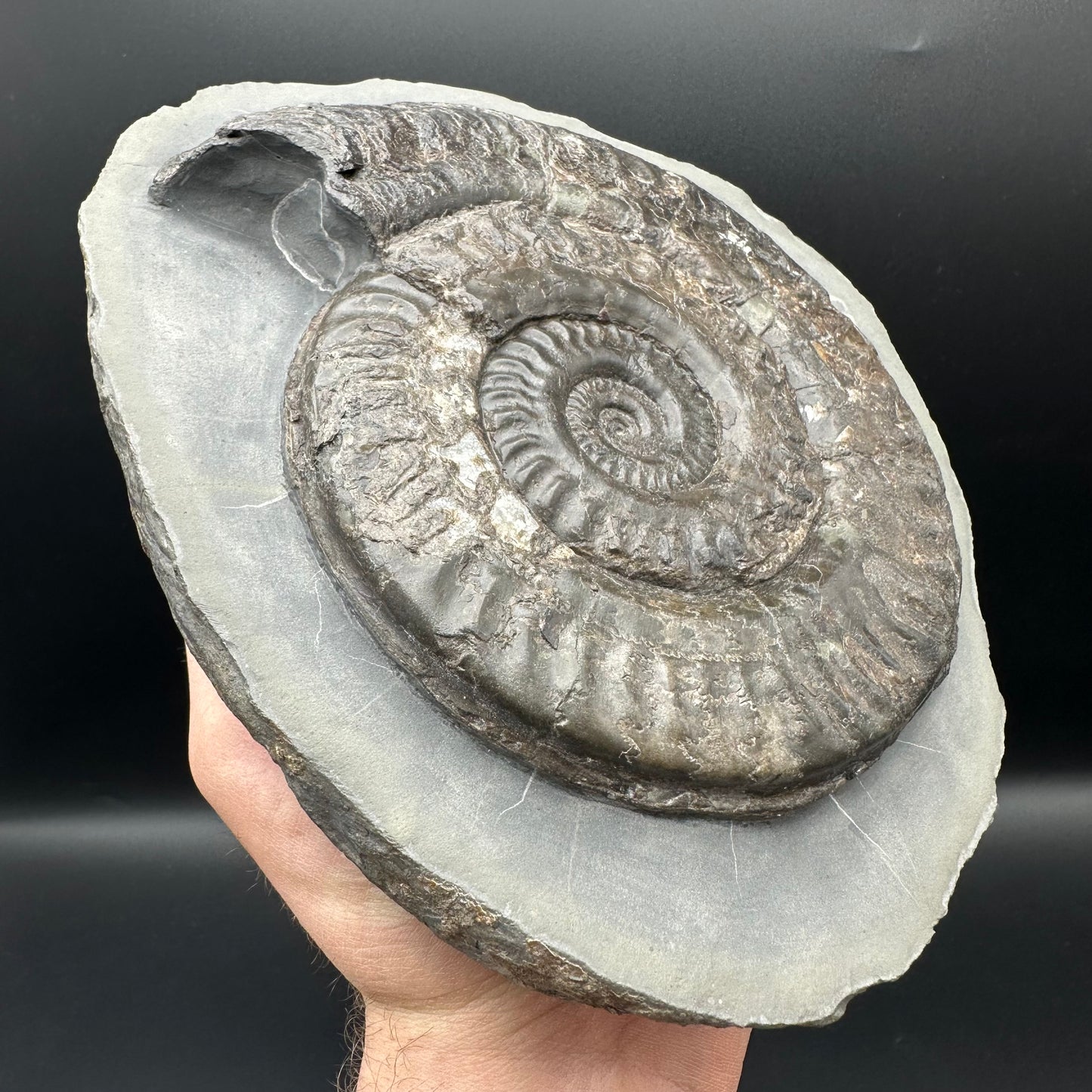 Hildoceras lusitanicum Ammonite fossil - Whitby, North Yorkshire Jurassic Coast, Yorkshire Fossils from the Jurassic Coast