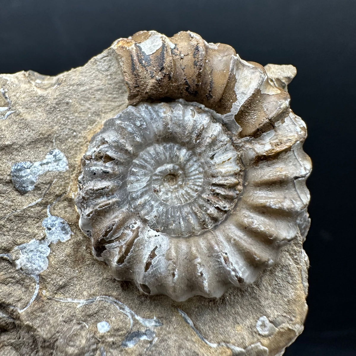 Androgynoceras capricornus Ammonite Fossil With Stand - Whitby, North Yorkshire Jurassic Coast Yorkshire Fossils