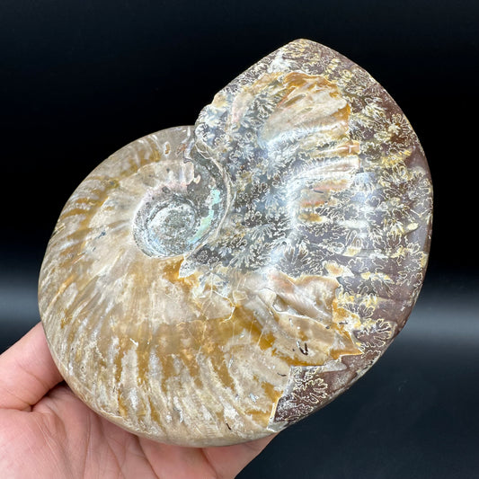 Cleoniceras Ammonite Fossil With Stand - Cretaceous Ammonite Madagascar