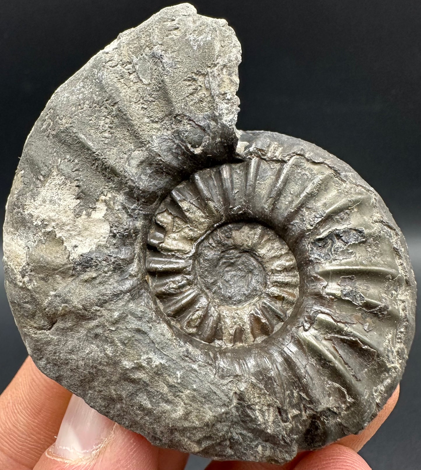 Asteroceras Ammonite fossil with box and stand - Whitby, North Yorkshire Jurassic Coast Yorkshire Fossils