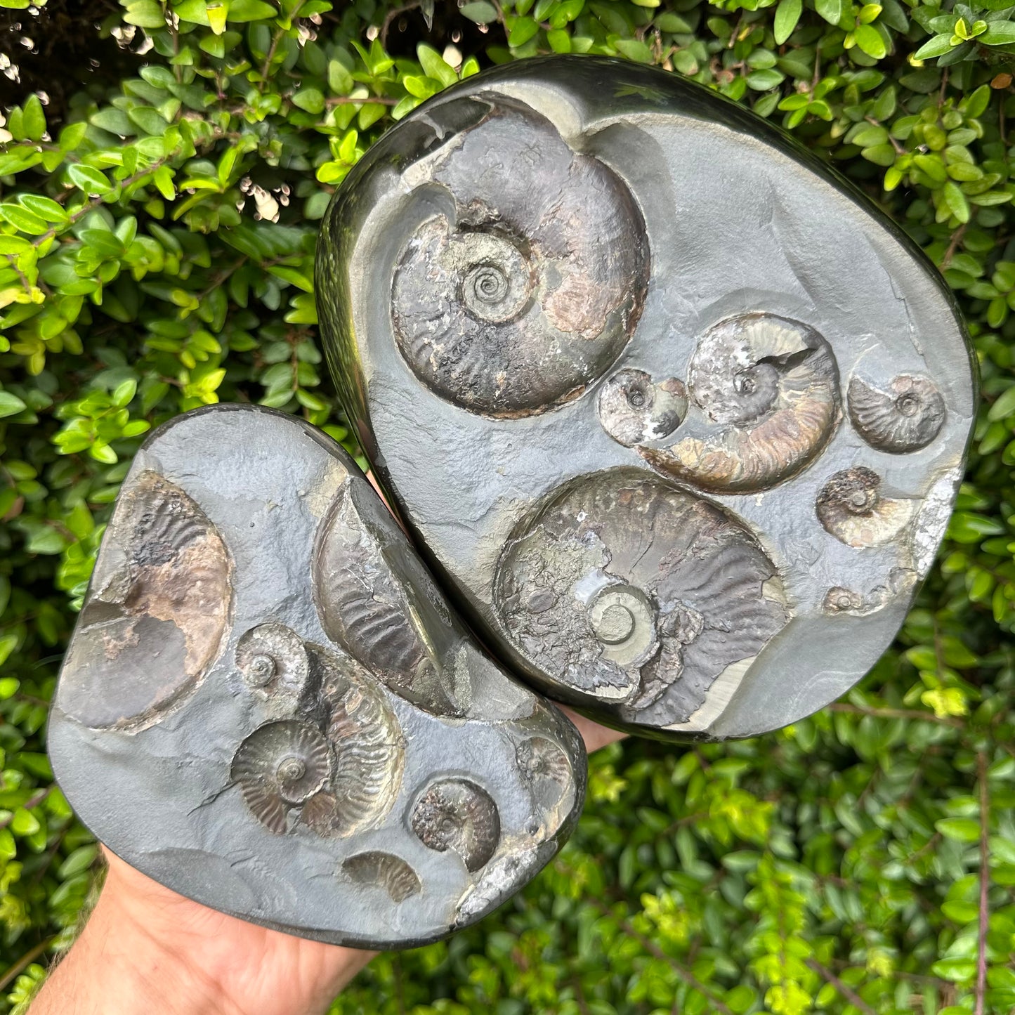 Golden Egg (GENUINE) Ammonite Fossil With Stand - Whitby, North Yorkshire Jurassic Coast Yorkshire Fossils
