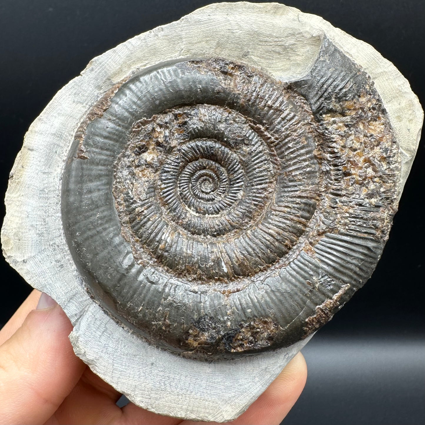 Dactylioceras tenuicostatum Ammonite fossil with box and stand - Whitby, North Yorkshire Jurassic Coast