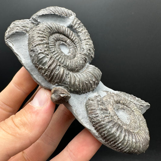 Dactylioceras Ammonite Fossil With Stand - Whitby, North Yorkshire Jurassic Coast Yorkshire Fossils