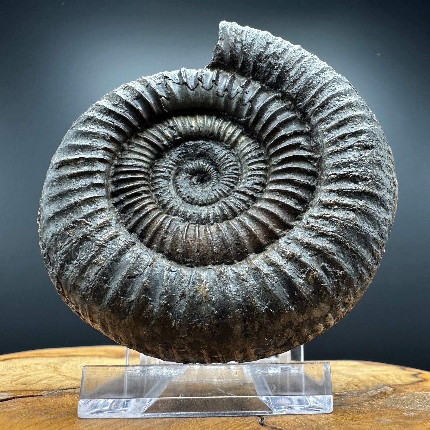 Dactylioceras Ammonite Fossil With box and Stand - Whitby, North Yorkshire Jurassic Coast Yorkshire Fossils
