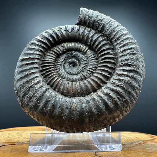 Dactylioceras Ammonite Fossil With box and Stand - Whitby, North Yorkshire Jurassic Coast Yorkshire Fossils