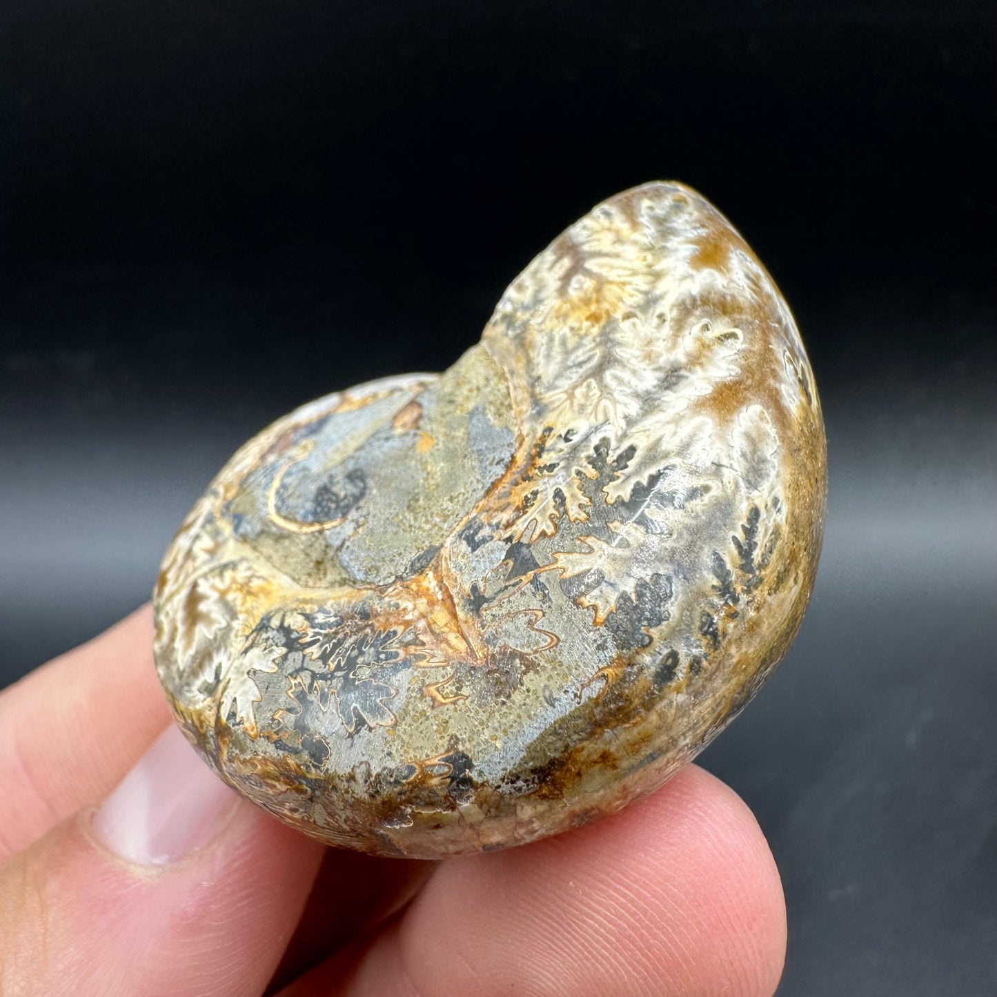 Lytoceras Ammonite Fossil With Box And Stand - Cretaceous Ammonite Madagascar