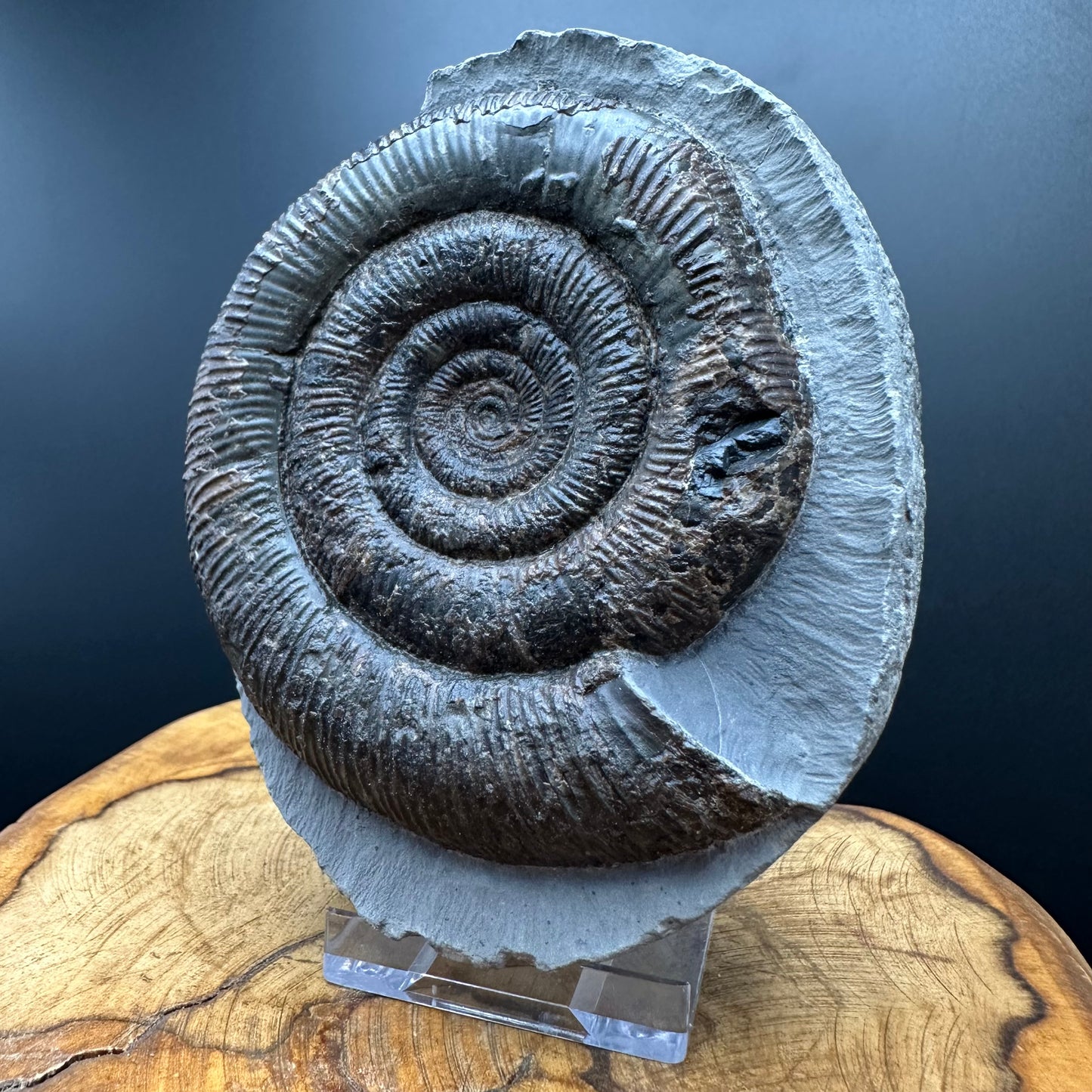 Dactylioceras tenuicostatum Ammonite fossil with box and stand - Whitby, North Yorkshire Jurassic Coast