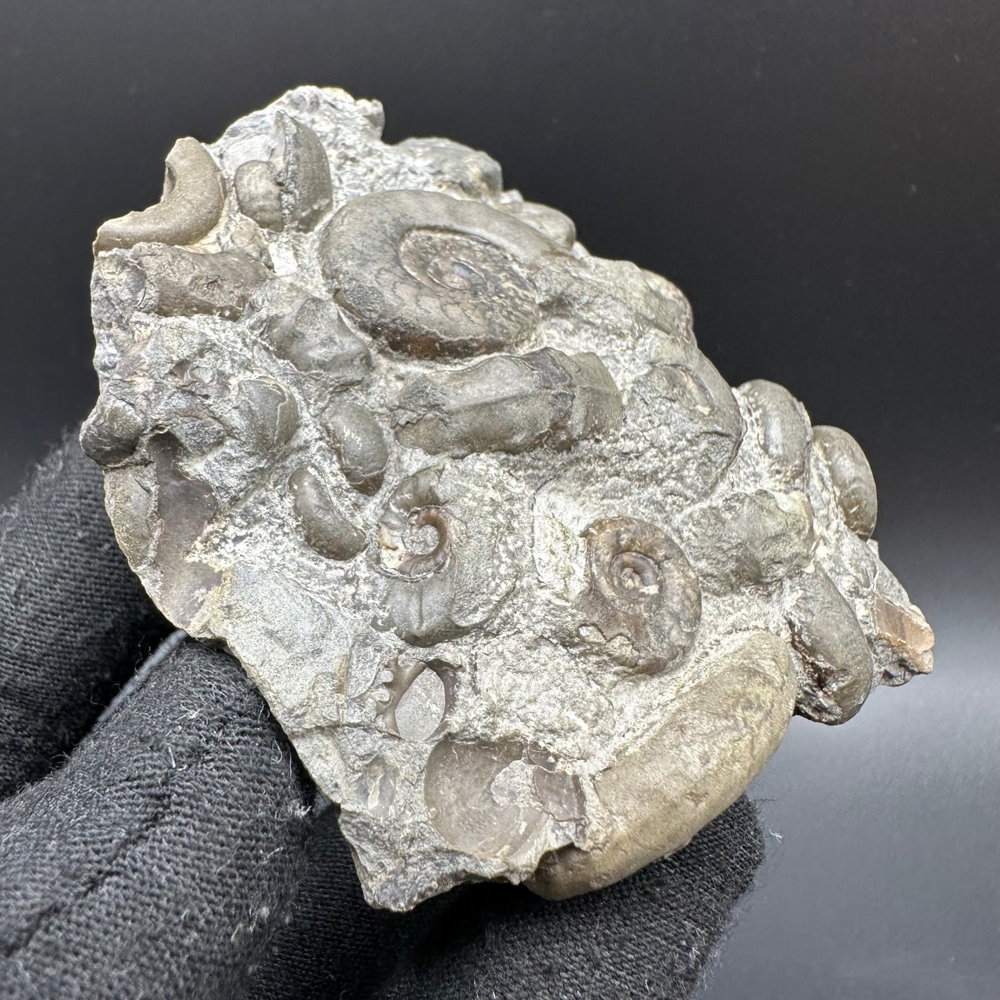 Psiloceras ammonite fossil with box and stand - Whitby, North Yorkshire Jurassic Coast, Yorkshire fossils