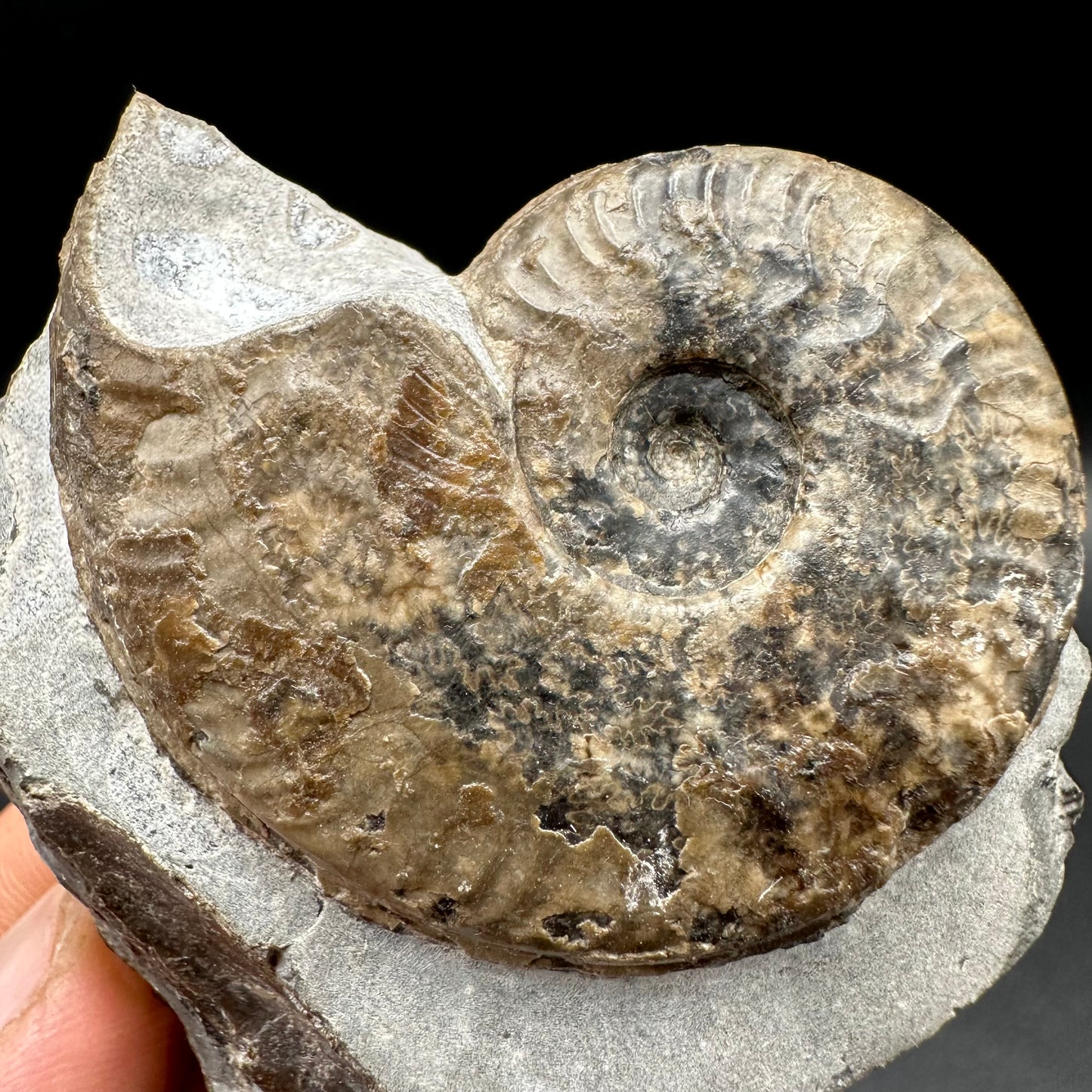 Harpoceras Sp. Ammonite fossil with box and stand - Whitby, North Yorkshire Jurassic Coast Yorkshire Fossils