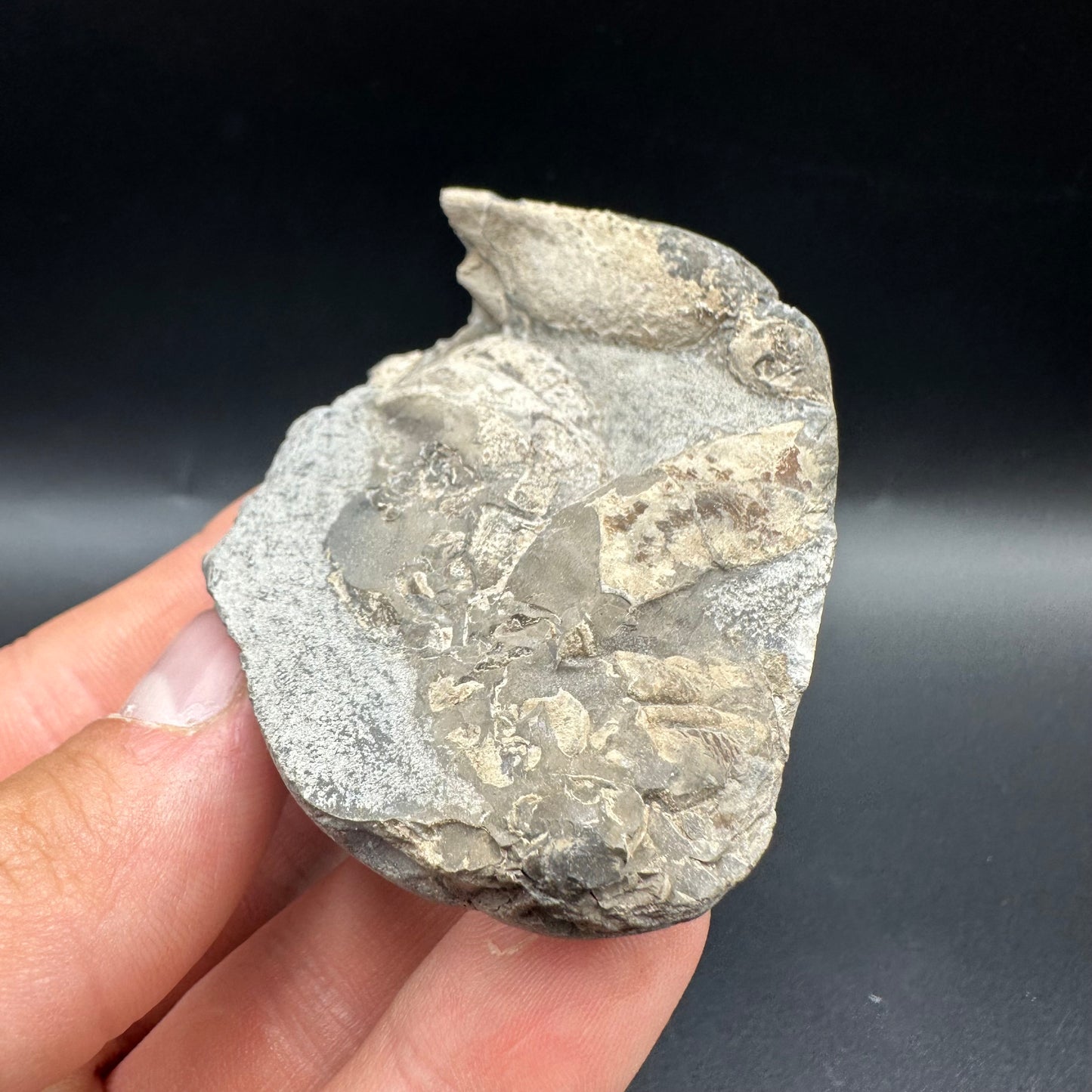 Lobster fossil with box and stand - Whitby, North Yorkshire Jurassic Coast, Yorkshire fossils