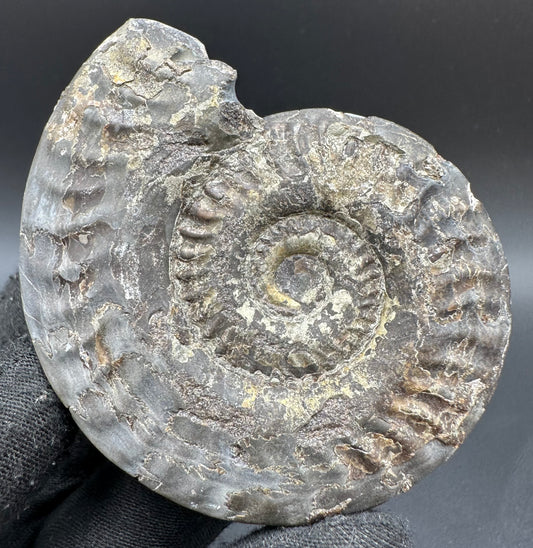 Golden Hildoceras lusitanicum Ammonite fossil with box and stand - Whitby, North Yorkshire, Jurassic Coast, Yorkshire Fossils from the Jurassic Coast