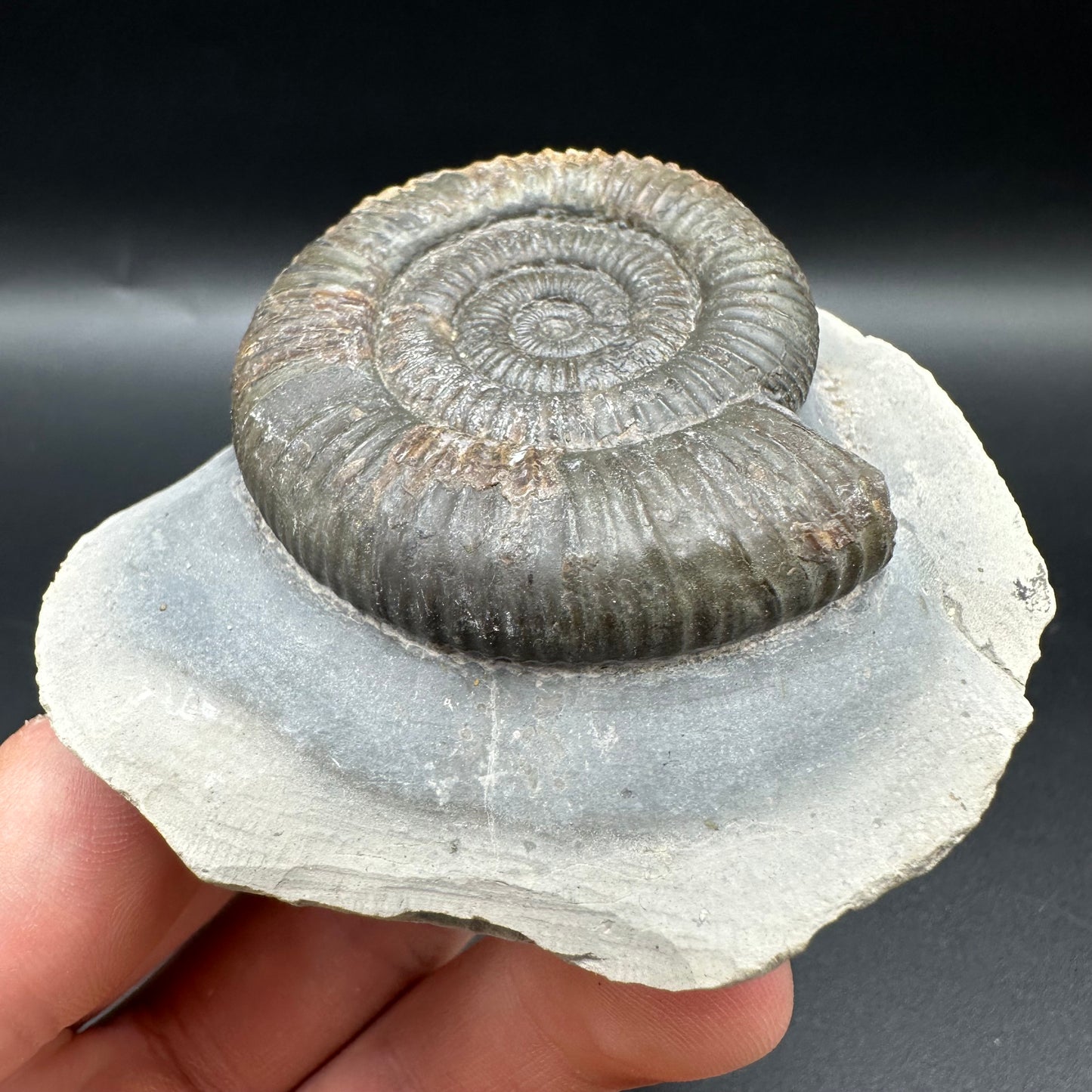 Dactylioceras Ammonite Fossil With Box And Stand - Whitby, North Yorkshire Jurassic Coast Yorkshire Fossils