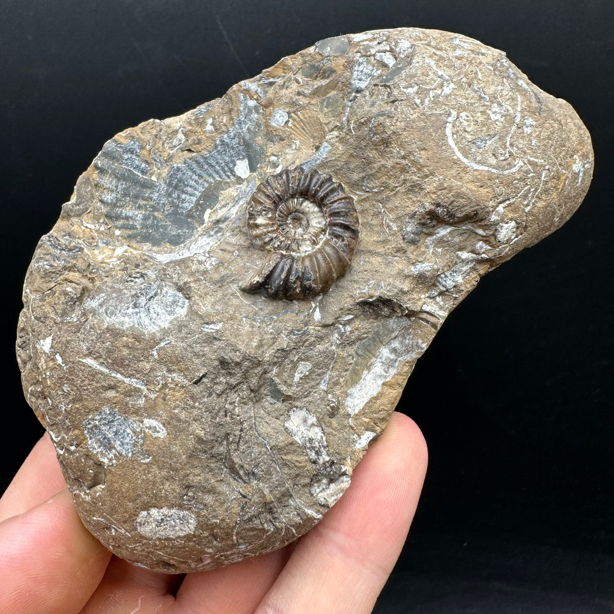 Androgynoceras capricornus Ammonite Fossil With Stand - Whitby, North Yorkshire Jurassic Coast Yorkshire Fossils