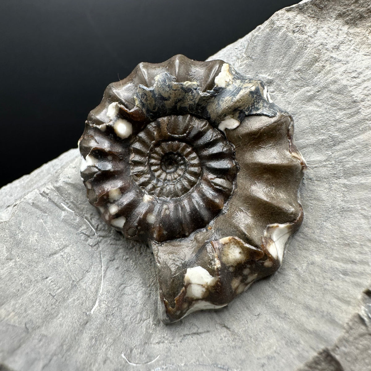 Androgynoceras maculatum ammonite fossil with stand - Whitby, North Yorkshire Jurassic Coast Yorkshire Fossils