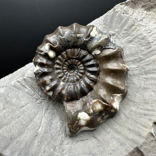 Androgynoceras maculatum ammonite fossil with stand - Whitby, North Yorkshire Jurassic Coast Yorkshire Fossils