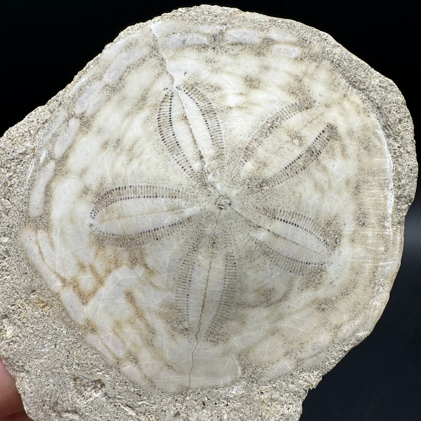 Echinoid (Sea Urchin) Fossil With Box And Stand - Indonesian Echinoid Fossil Indonesia