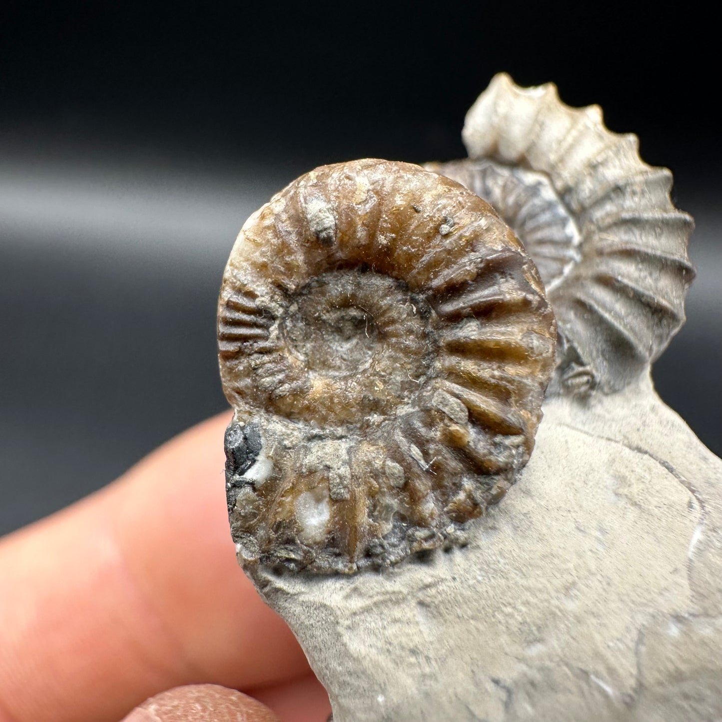 Oistoceras figulinum ammonite fossil with box and stand - Whitby, North Yorkshire Jurassic Coast Yorkshire Fossils