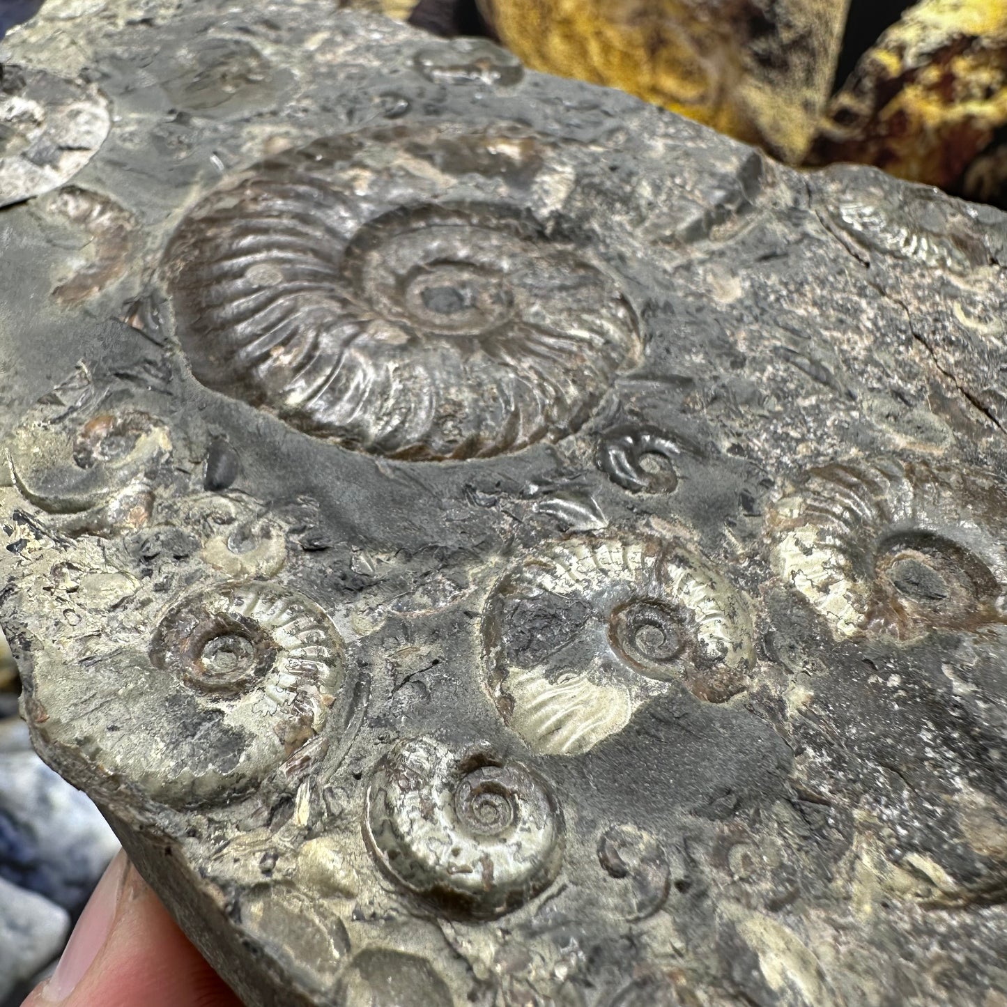Eleganticeras Elegantulum ammonite fossil - Whitby, North Yorkshire Jurassic Coast Yorkshire Fossils