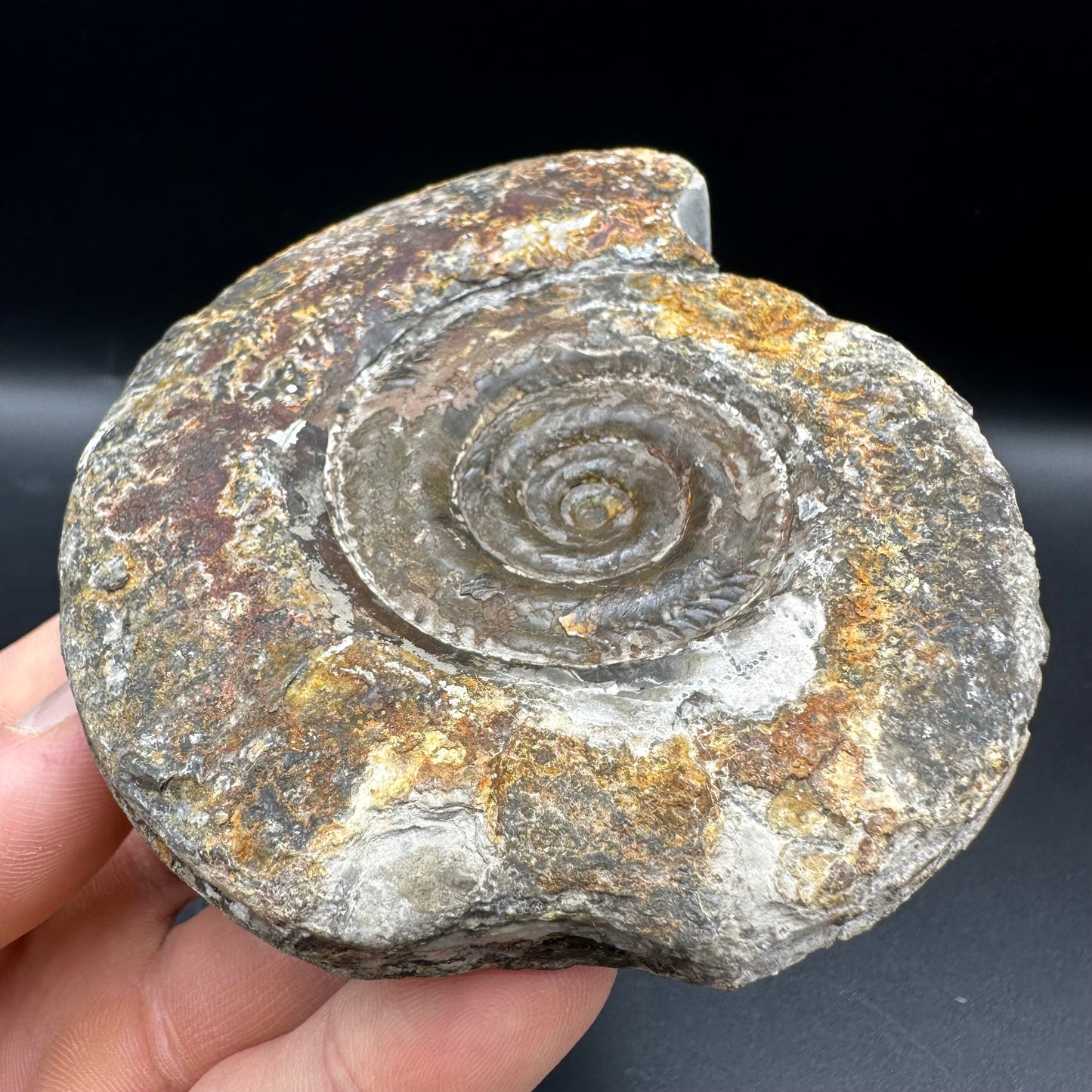 Hildoceras Bifrons Ammonite fossil with box and stand - Whitby, North Yorkshire Jurassic Coast, Yorkshire Fossils from the Jurassic Coast