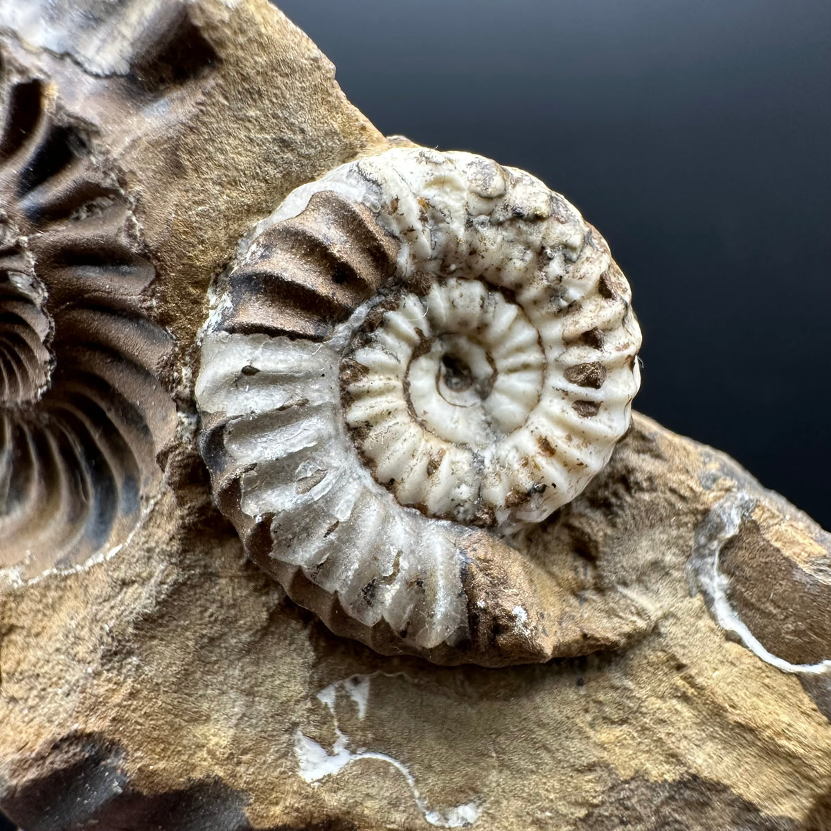 Androgynoceras capricornus Ammonite Fossil With Stand - Whitby, North Yorkshire Jurassic Coast Yorkshire Fossils