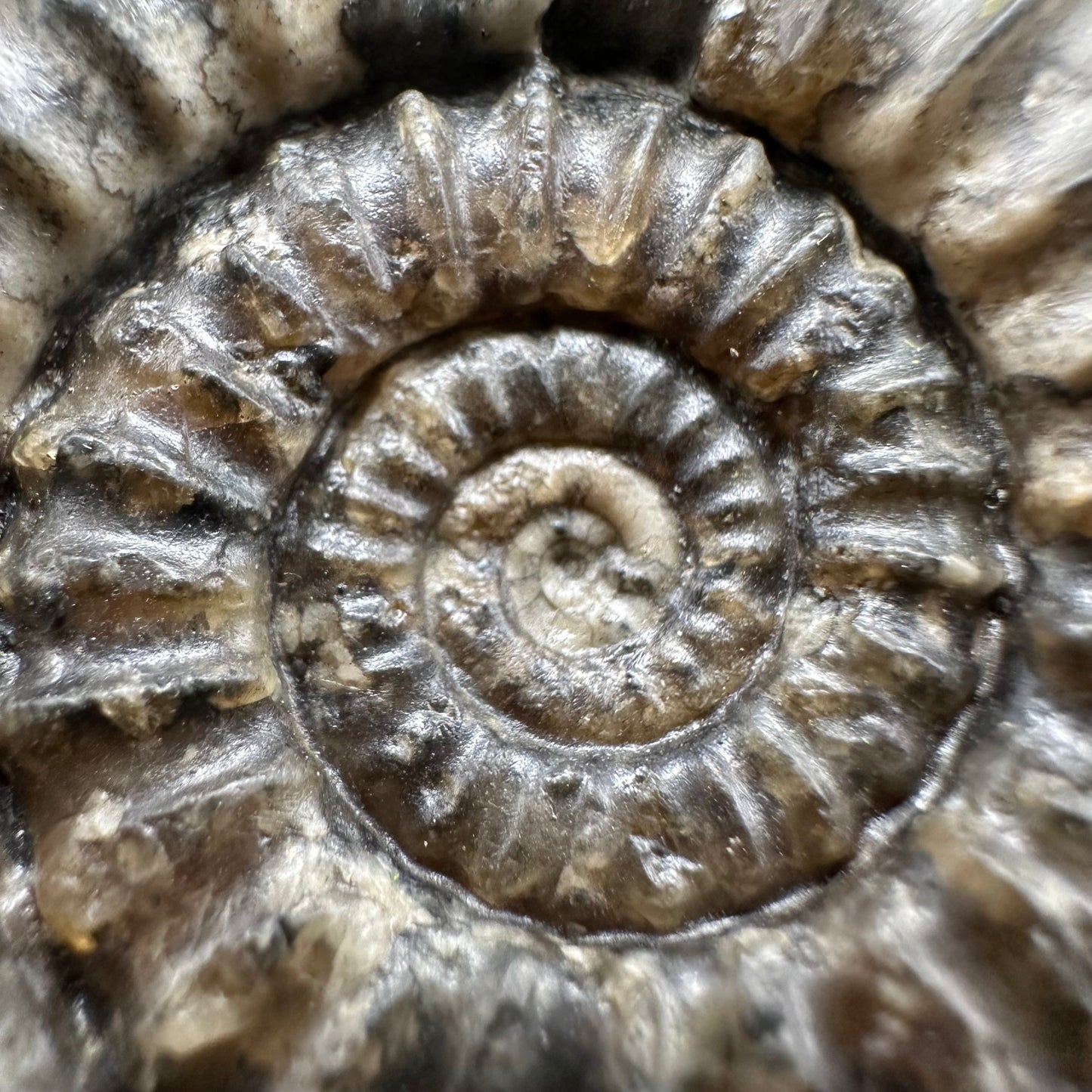 Arnioceras ammonite shell fossil with box and stand - Whitby, North Yorkshire Jurassic Coast Yorkshire Fossils