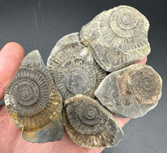 Dactylioceras imprint (negative) bundle ammonite shell fossil with box - Whitby, North Yorkshire, Yorkshire Fossils