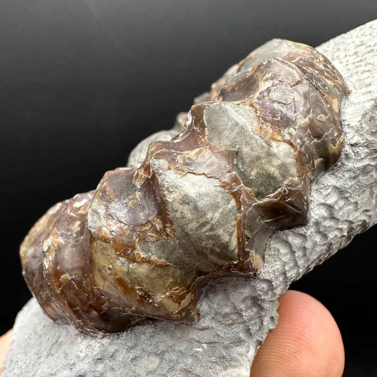 Androgynoceras maculatum ammonite fossil with box and stand - Whitby, North Yorkshire Jurassic Coast Yorkshire Fossils