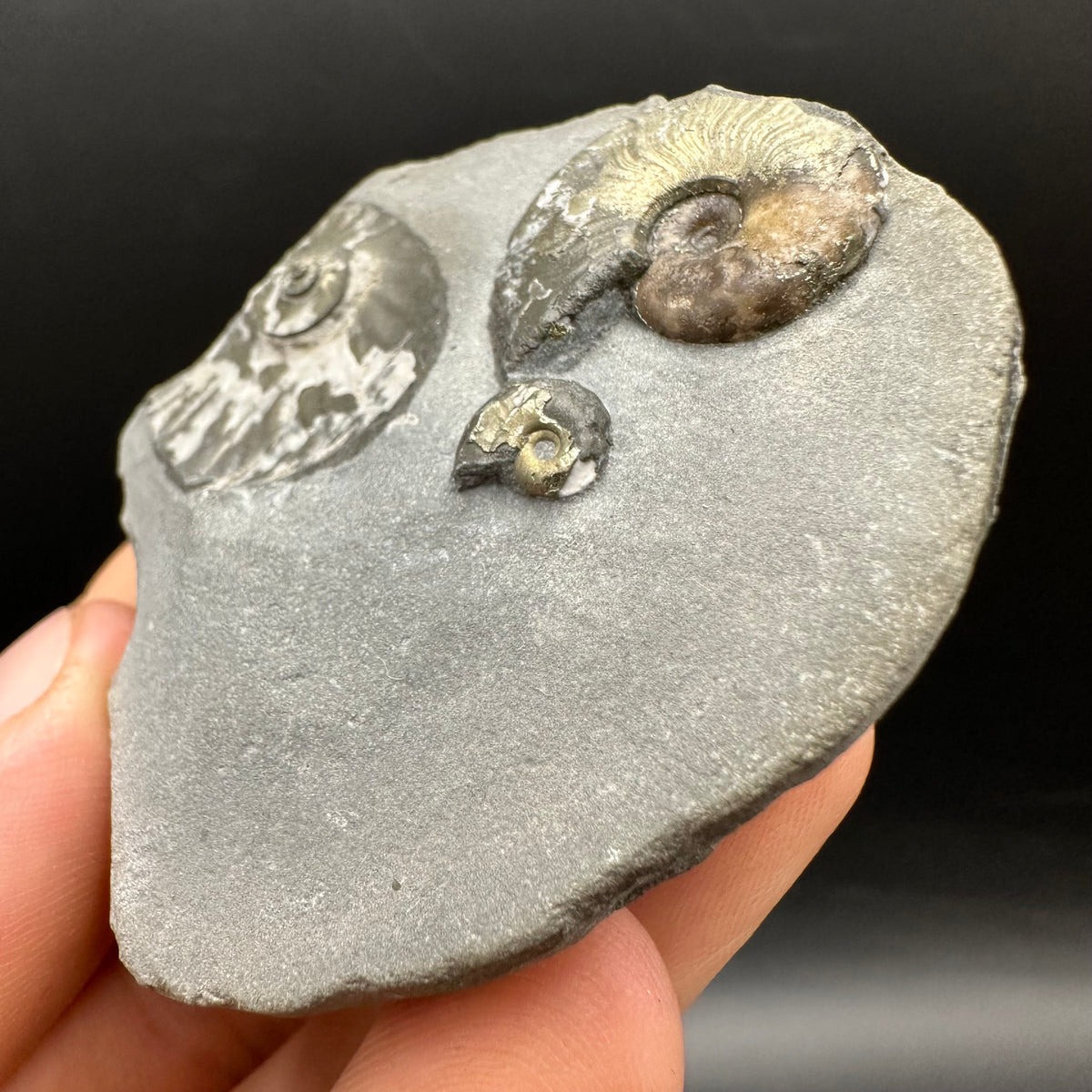 Eleganticeras Elegantulum ammonite fossil with box and stand - Whitby, North Yorkshire Jurassic Coast, Yorkshire Fossils