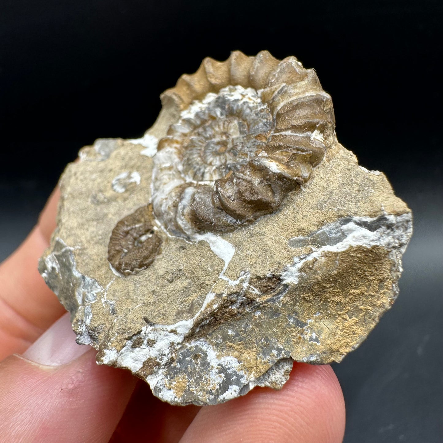 Androgynoceras capricornus Ammonite Fossil With Box And Stand - Whitby, North Yorkshire Jurassic Coast Yorkshire Fossils