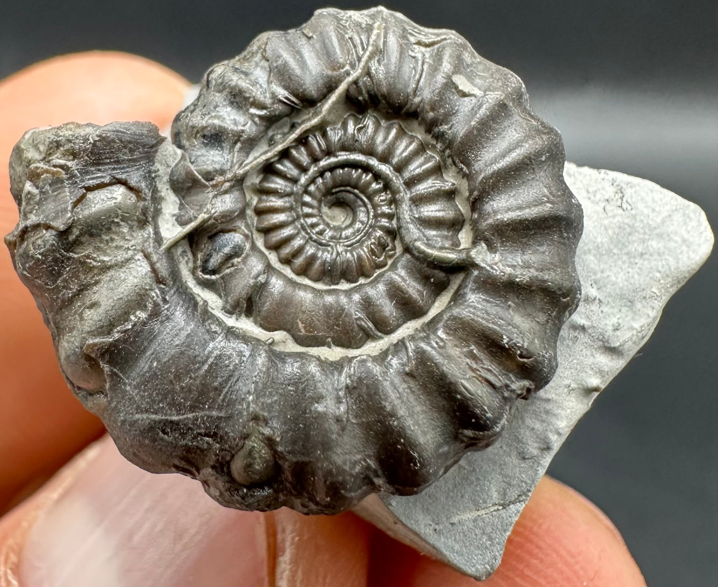 Gagaticeras Ammonite fossil with box and stand - Whitby, North Yorkshire Jurassic Coast Yorkshire Fossils