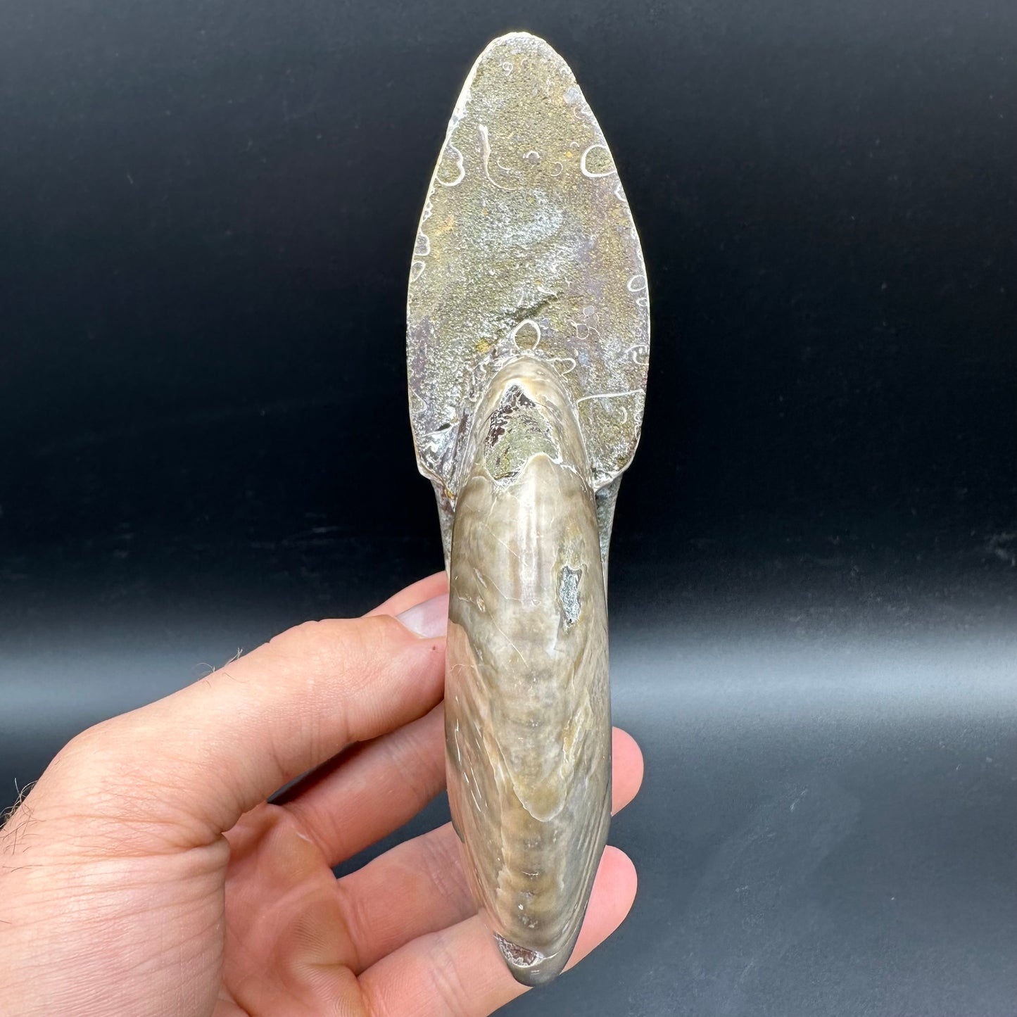 Cleoniceras Ammonite Fossil With Stand - Cretaceous Ammonite Madagascar