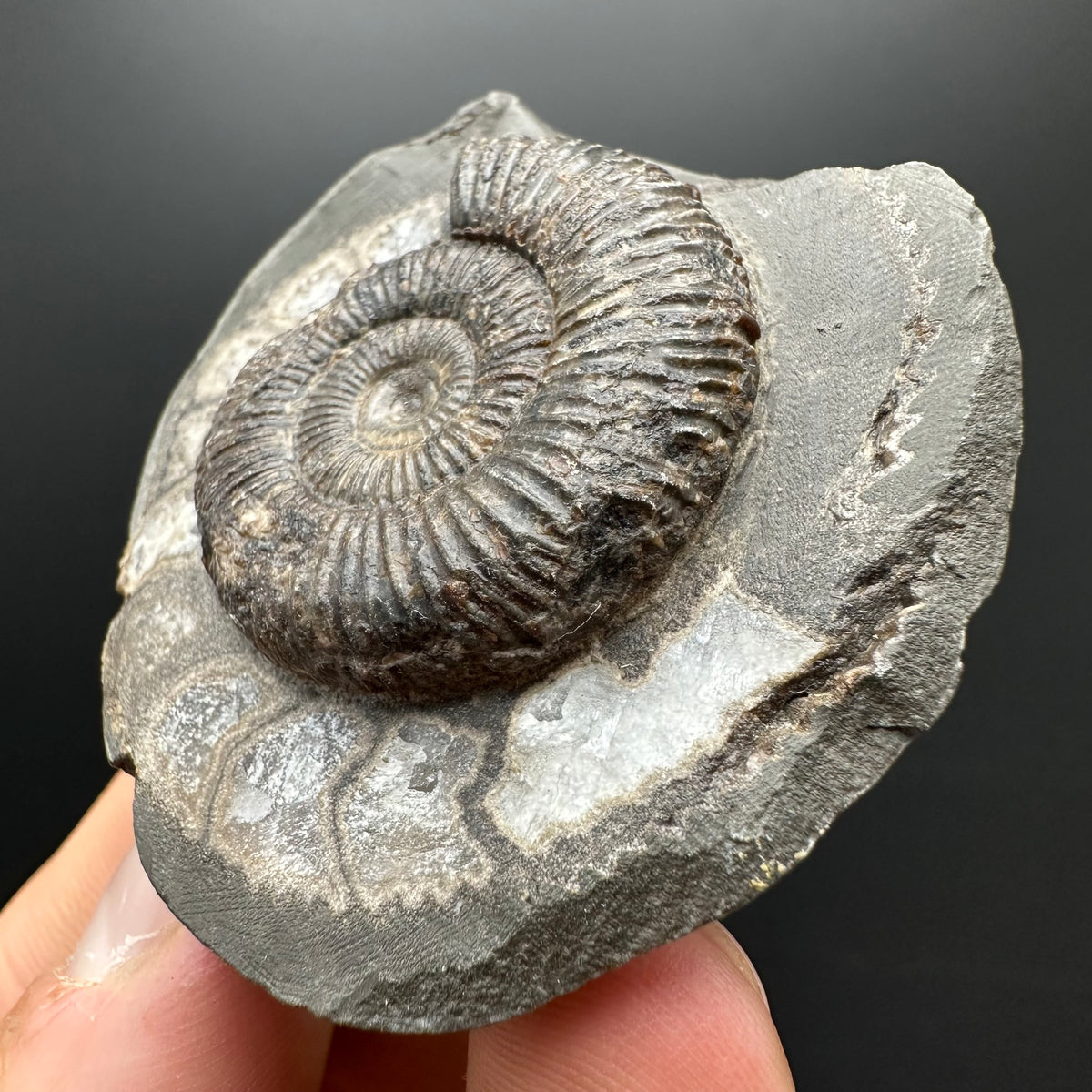 Dactylioceras Ammonite Fossil With box and Stand - Whitby, North Yorkshire Jurassic Coast Yorkshire Fossils