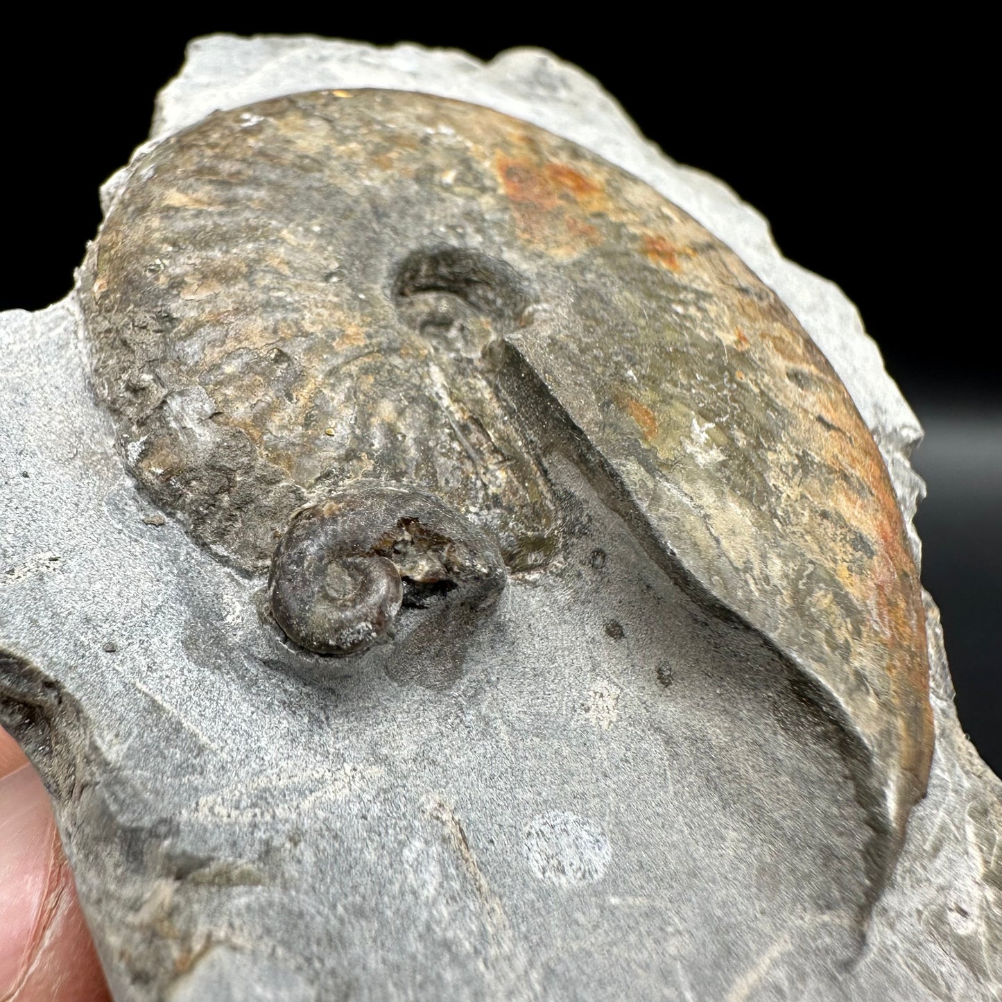 Pseudolioceras boulbiense ammonite fossil with box and dtand - Whitby, North Yorkshire Jurassic Coast, Yorkshire fossils