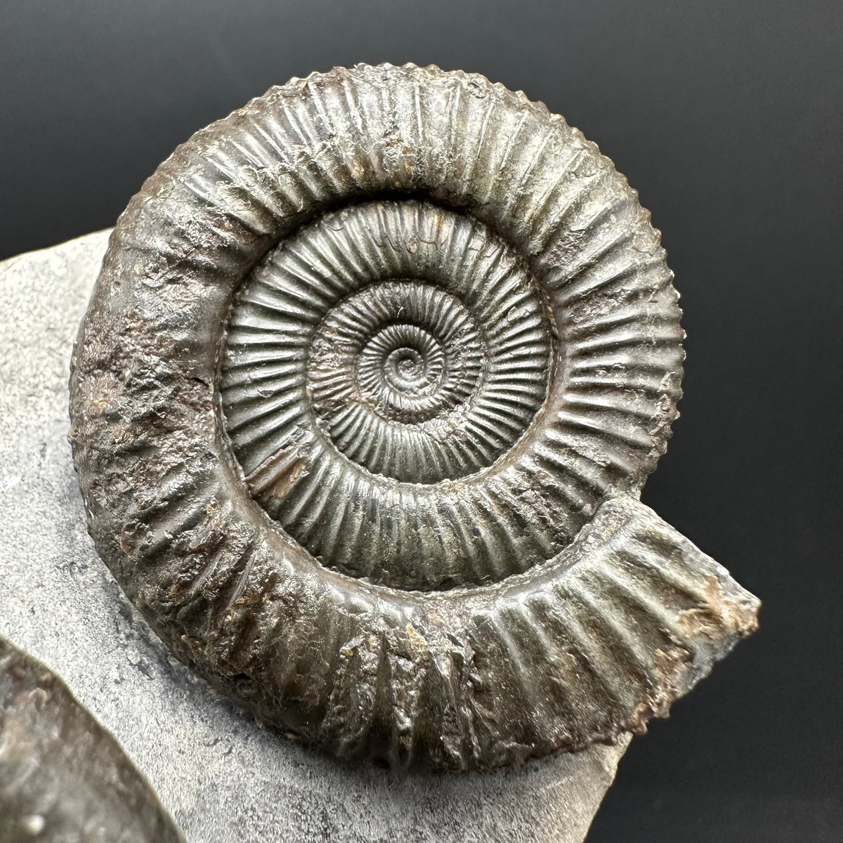 Dactylioceras Ammonite Fossil With Stand - Whitby, North Yorkshire Jurassic Coast Yorkshire Fossils