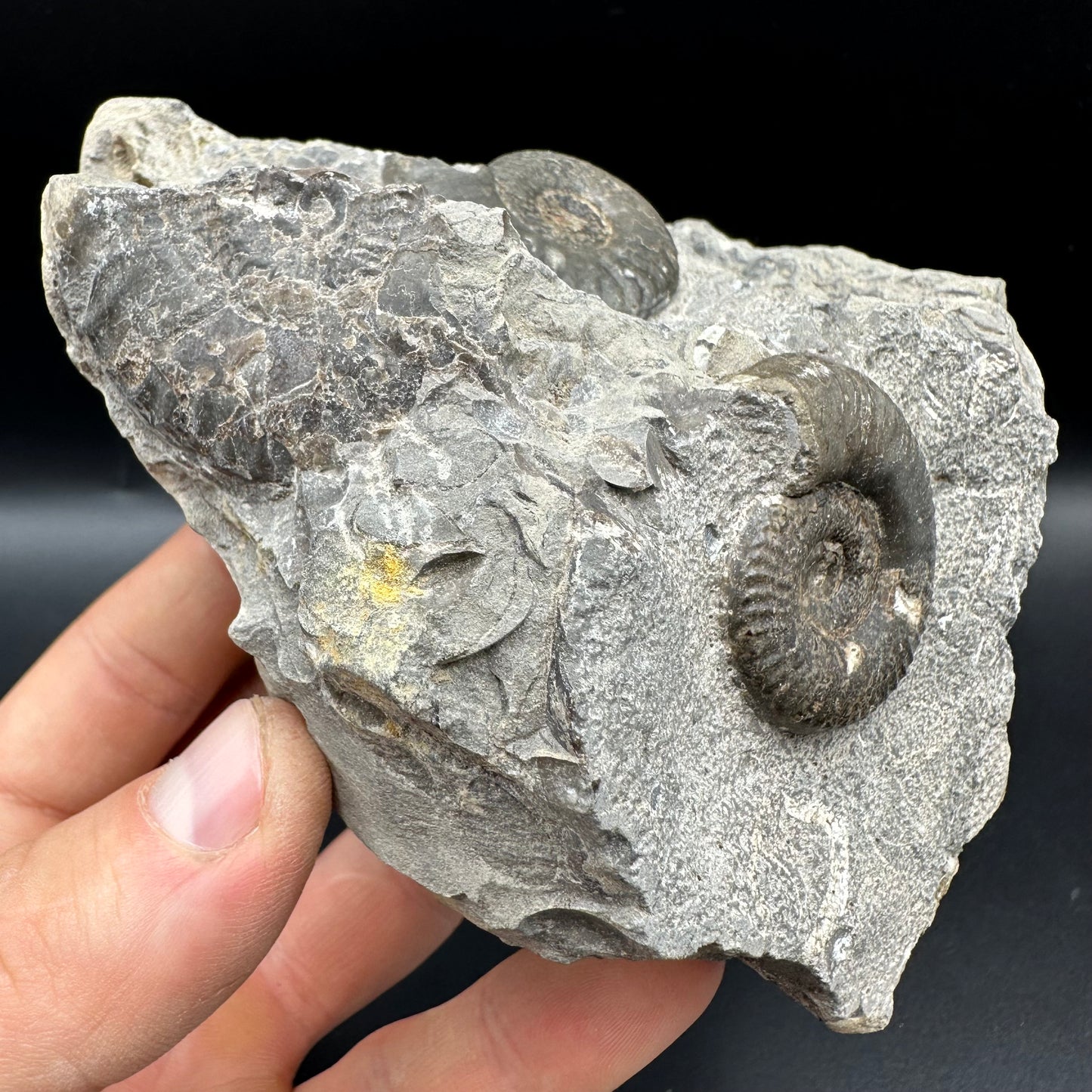 Grammoceras thoaurense Ammonite shell fossil - Whitby, North Yorkshire, Yorkshire Fossils from the Jurassic Coast