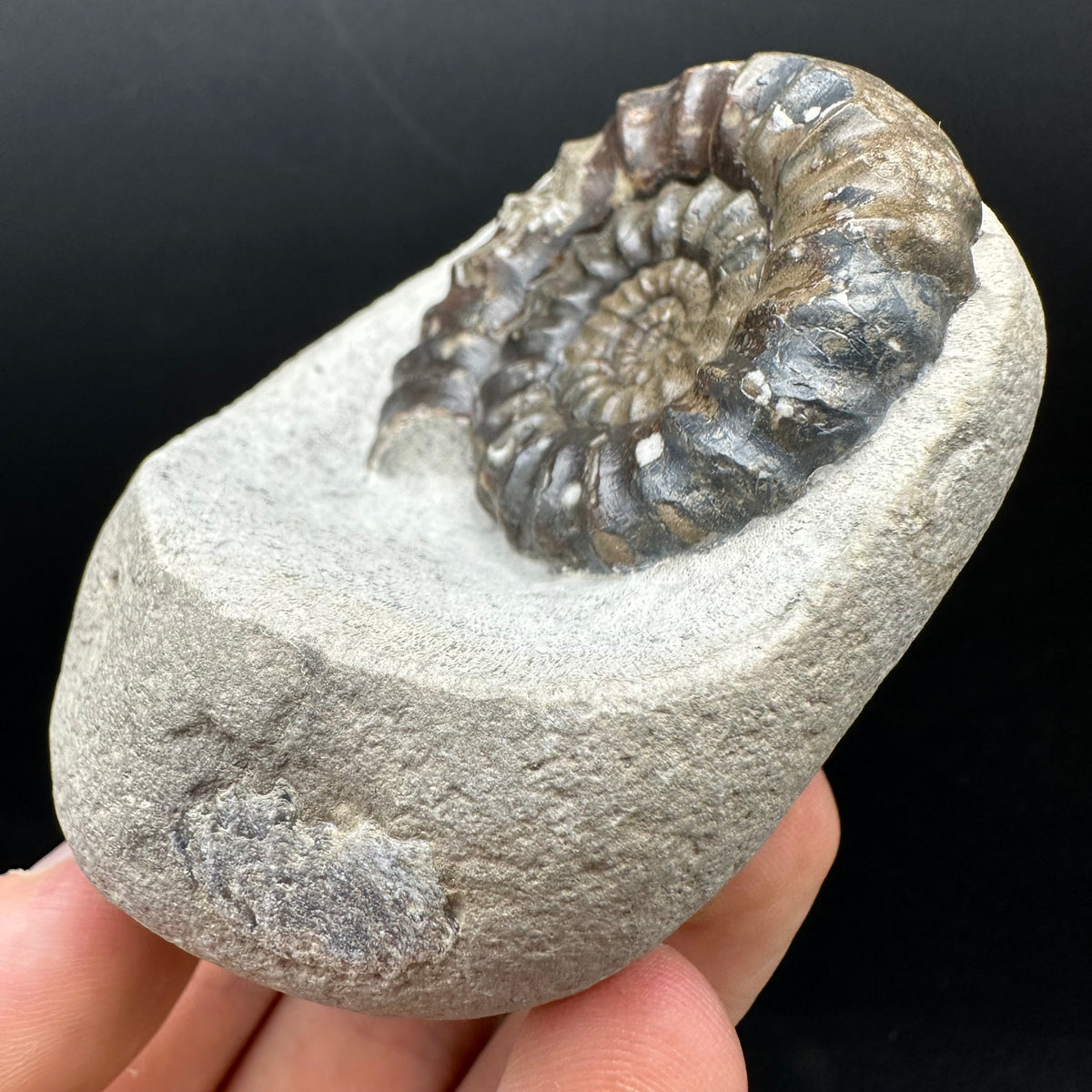 Androgynoceras maculatum ammonite fossil with box and stand - Whitby, North Yorkshire Jurassic Coast Yorkshire Fossils