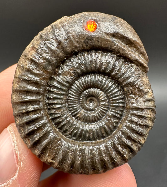 Snakestone Ammonite Fossil With Bag/Box And Stand - Whitby, North Yorkshire Jurassic Coast Yorkshire Fossils