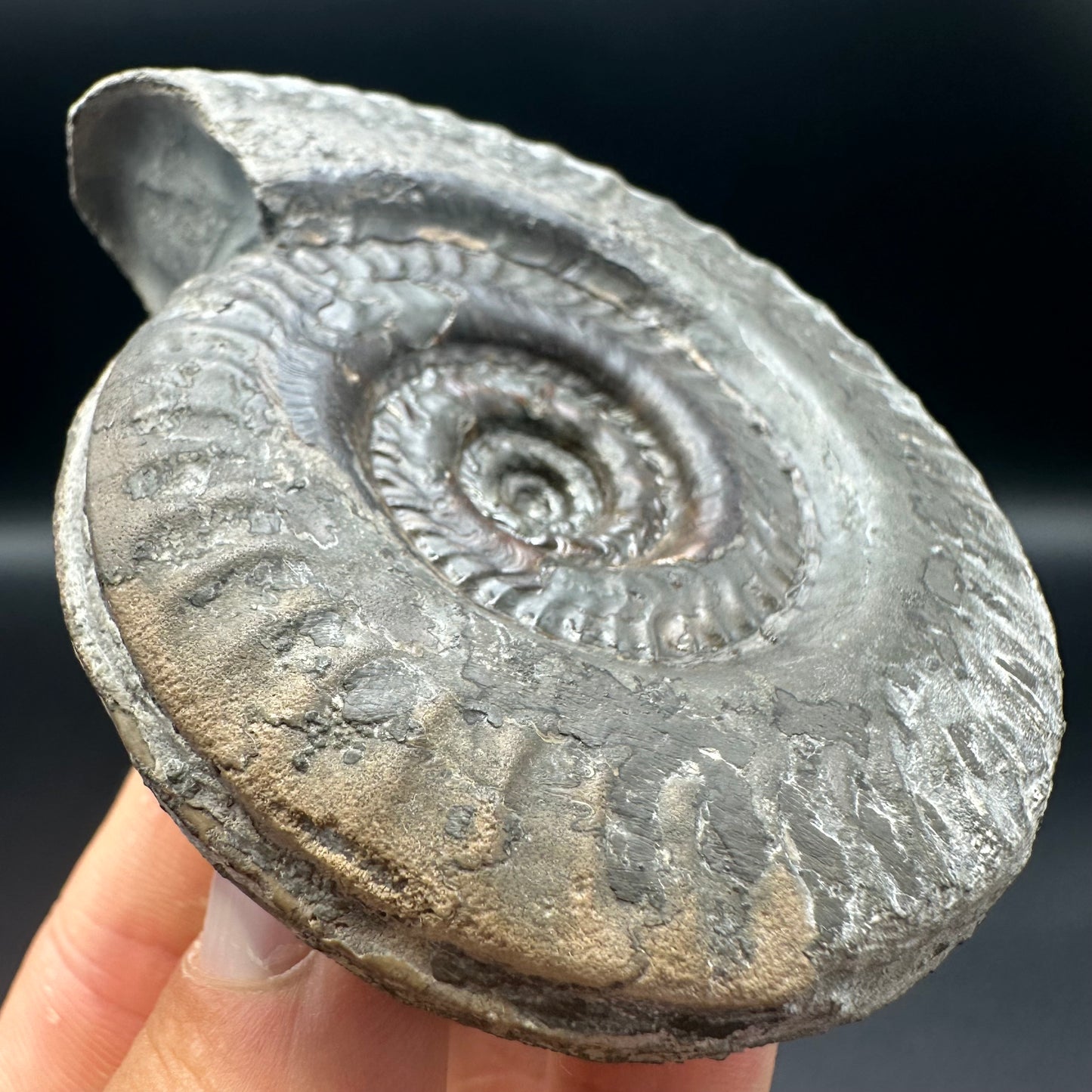 Hildoceras lusitanicum ammonite fossil - Whitby, North Yorkshire, Jurassic Coast, Yorkshire Fossils