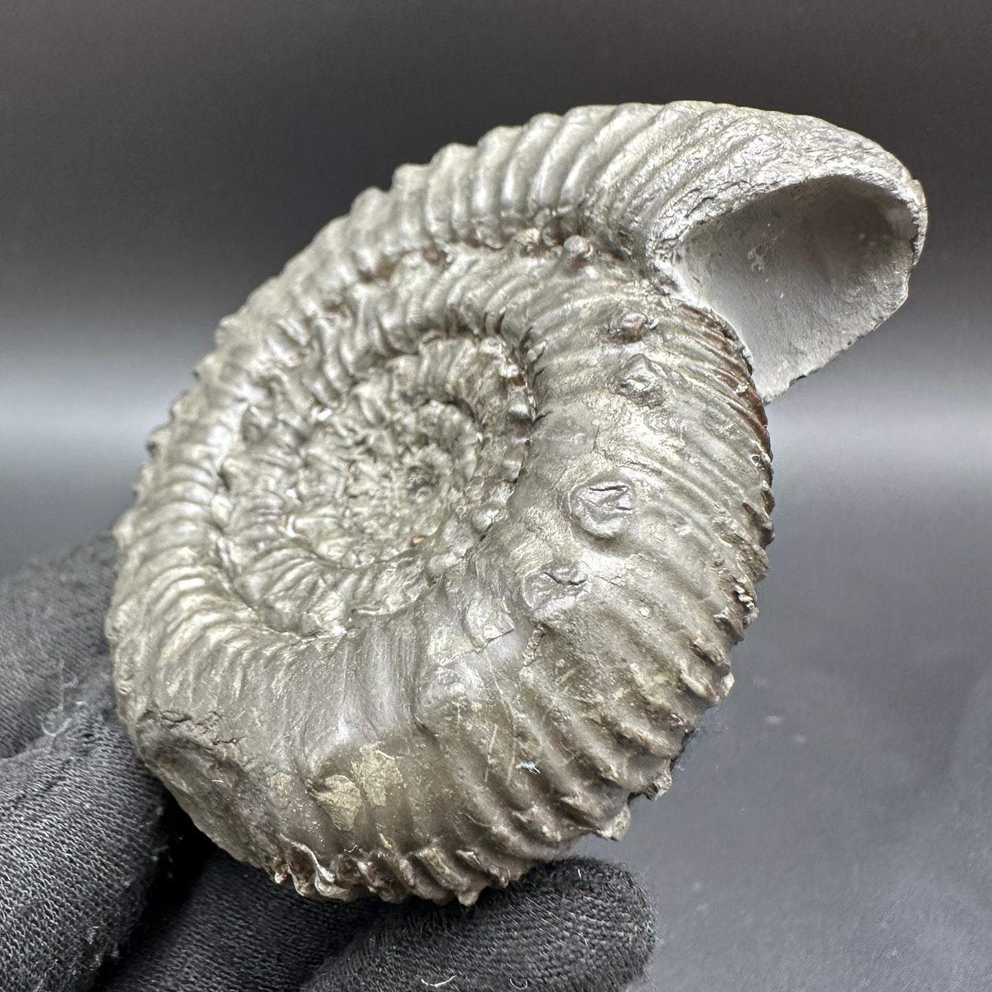 Peronoceras Sp. Ammonite fossil with box and stand - Whitby, North Yorkshire Jurassic Coast Yorkshire Fossils
