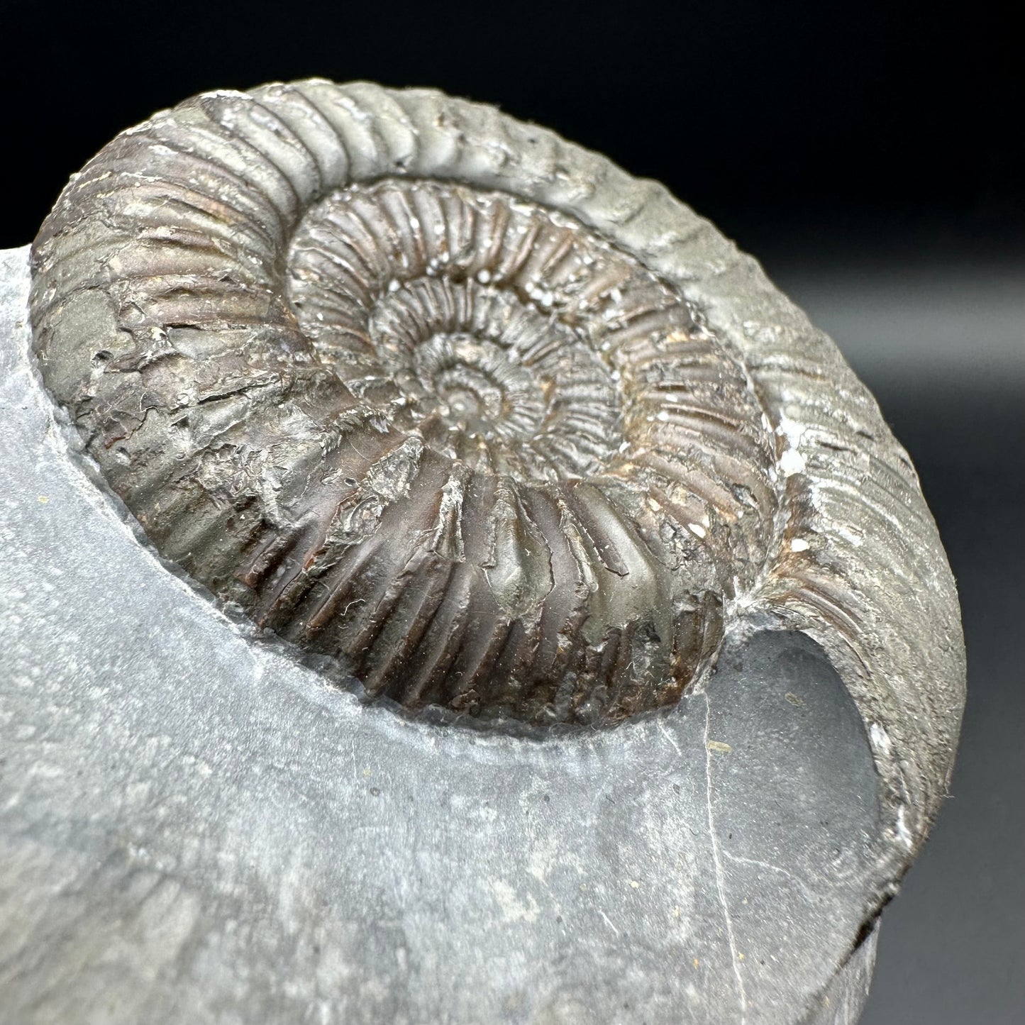 Catacoeloceras Sp. ammonite fossil with box and stand- Whitby, North Yorkshire Jurassic Coast Yorkshire Fossils