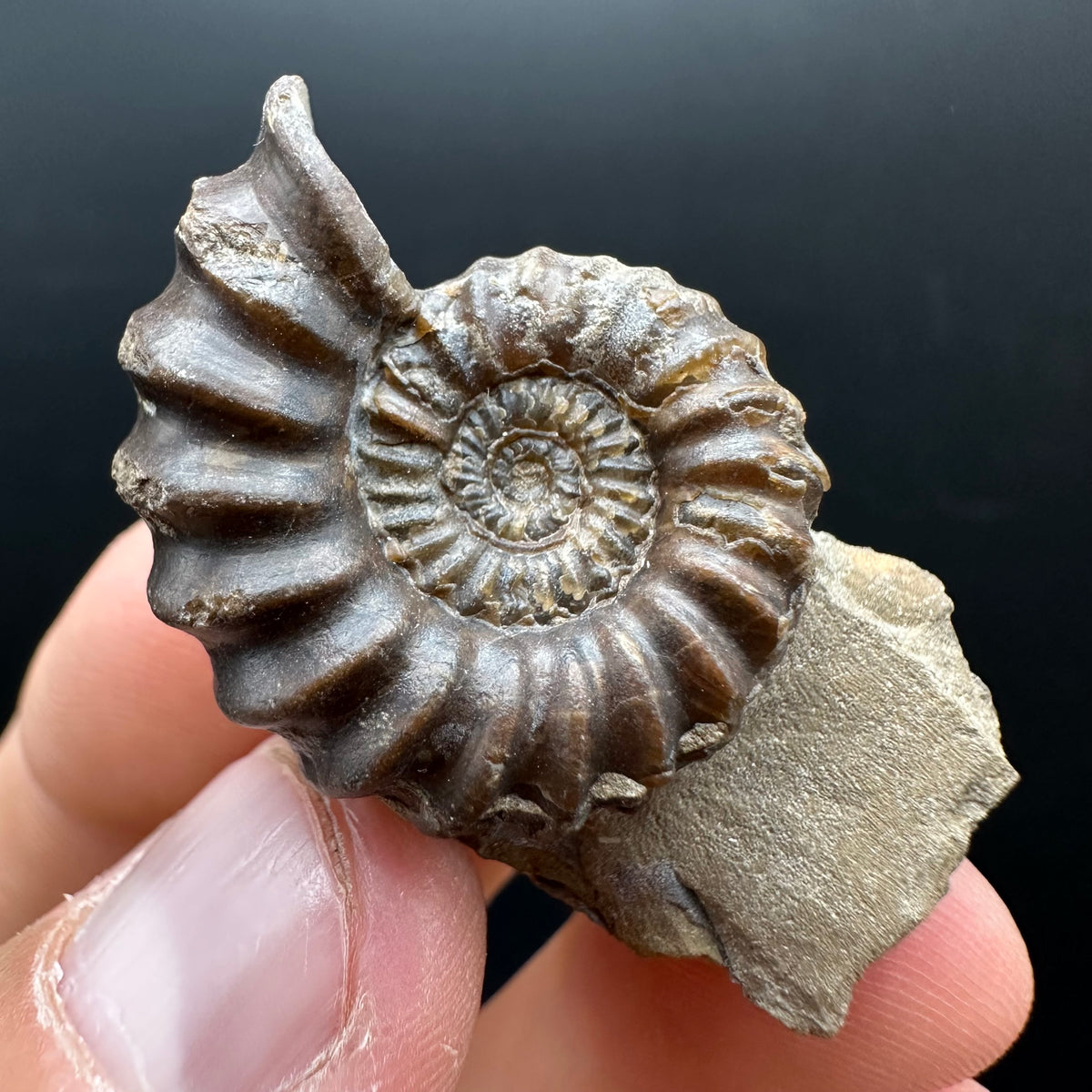 Androgynoceras capricornus Ammonite Fossil With Stand - Whitby, North Yorkshire Jurassic Coast Yorkshire Fossils