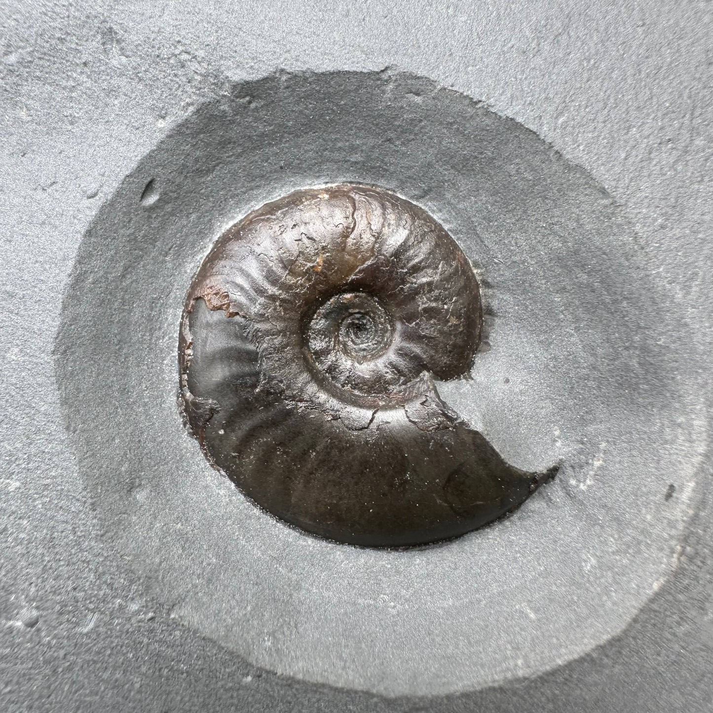 Golden Egg (GENUINE) Ammonite Fossil With Stand - Whitby, North Yorkshire Jurassic Coast Yorkshire Fossils