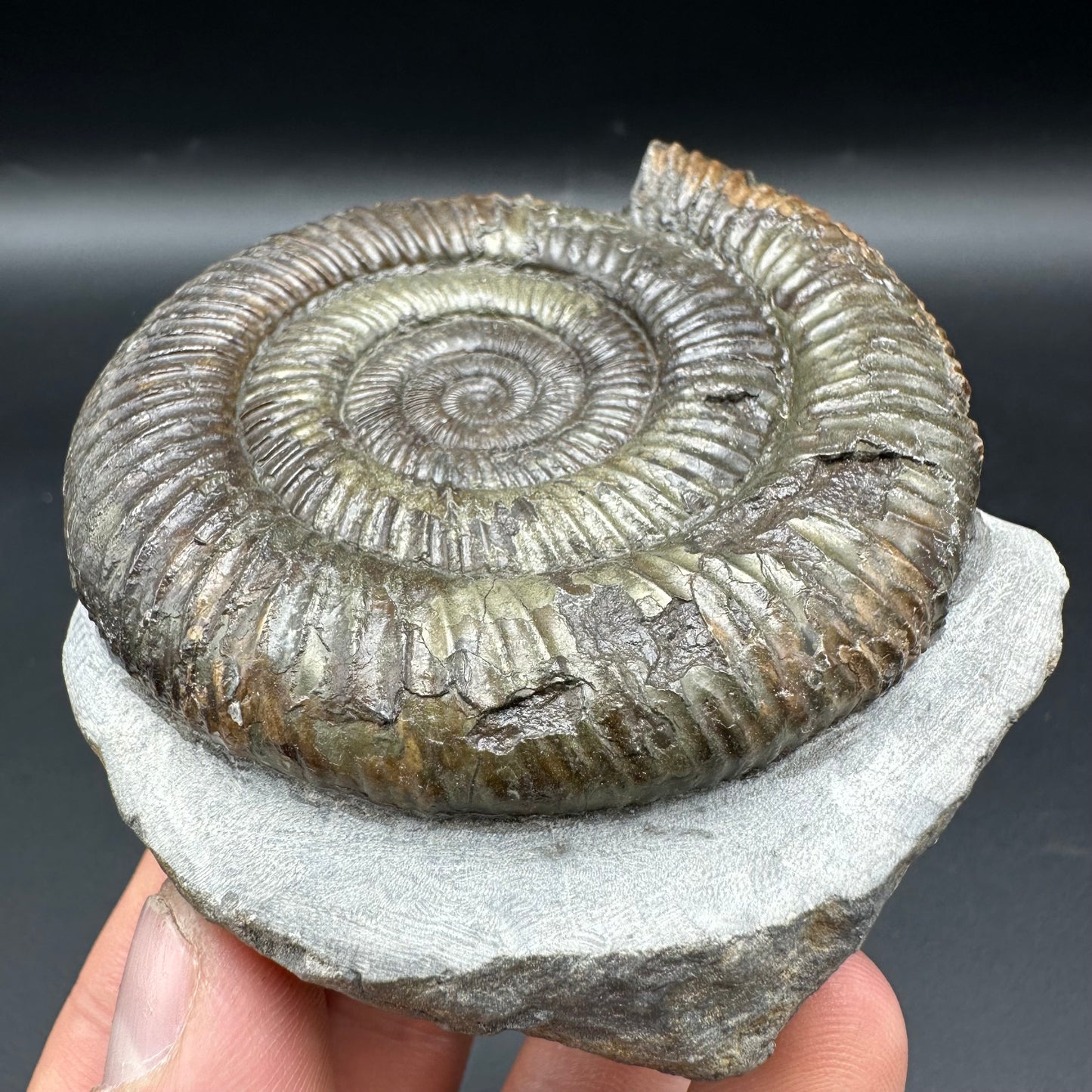 Dactylioceras Ammonite Fossil With Box And Stand - Whitby, North Yorkshire Jurassic Coast Yorkshire Fossils