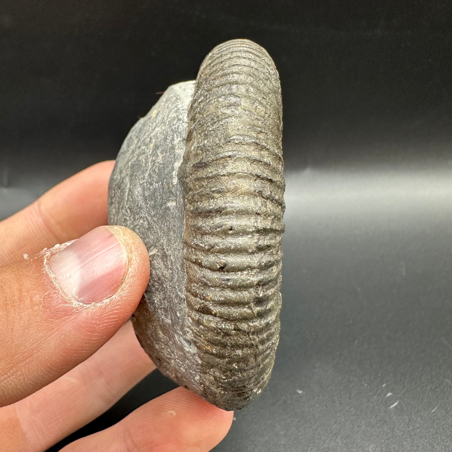 Dactylioceras Ammonite Fossil With Box And Stand - Whitby, North Yorkshire Jurassic Coast Yorkshire Fossils