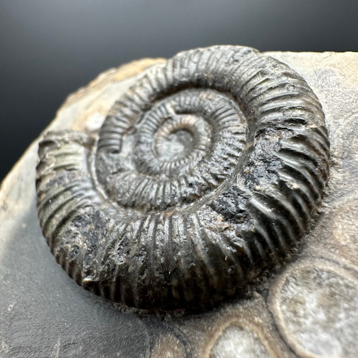 Dactylioceras Ammonite Fossil With box and Stand - Whitby, North Yorkshire Jurassic Coast Yorkshire Fossils