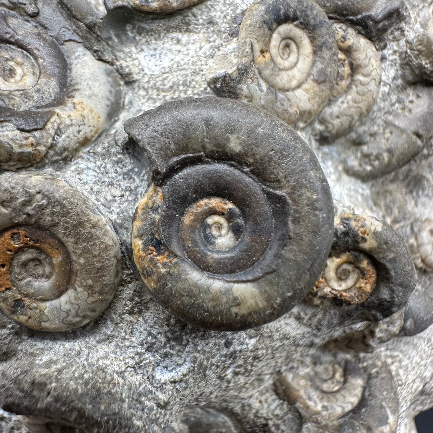 Psiloceras ammonite fossil with box and stand - Whitby, North Yorkshire Jurassic Coast, Yorkshire fossils